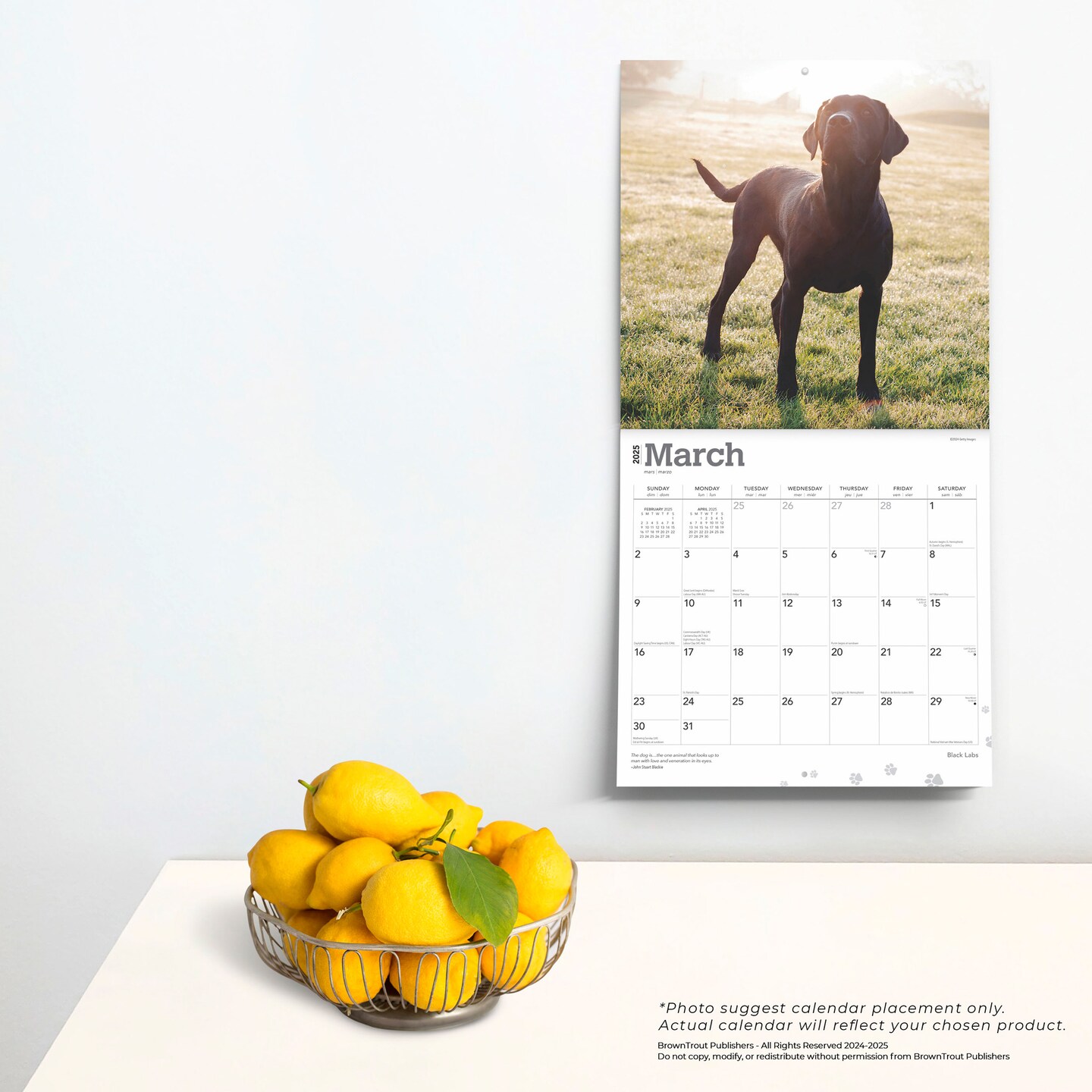 Black Labrador Retrievers | 2025 12 x 24 Inch Monthly Square Wall Calendar | Plastic-Free | BrownTrout | Animals Dog Breeds