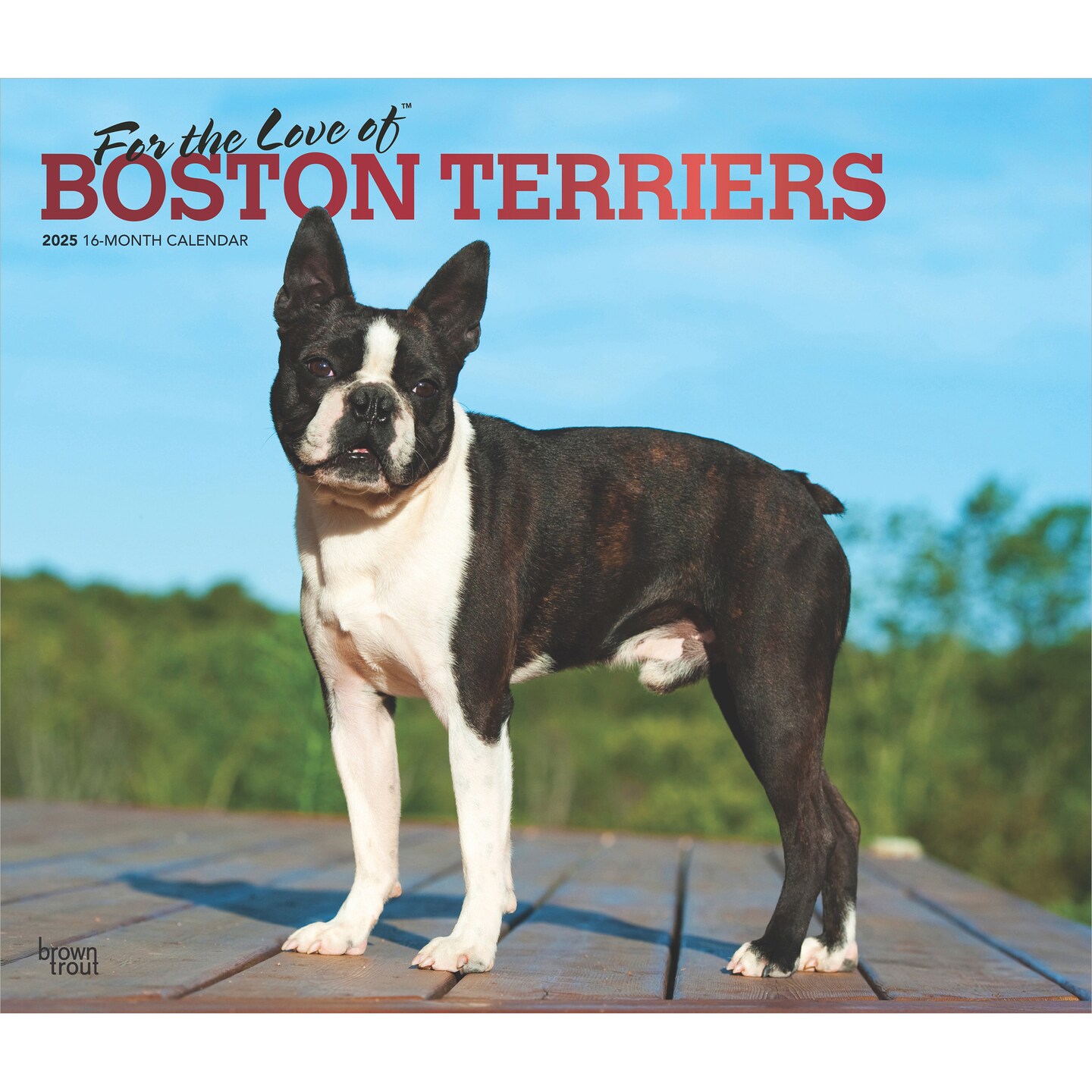 For the Love of Boston Terriers | 2025 14 x 24 Inch Monthly Deluxe Wall Calendar | Foil Stamped Cover | Plastic-Free | BrownTrout | Animal Dog Breeds