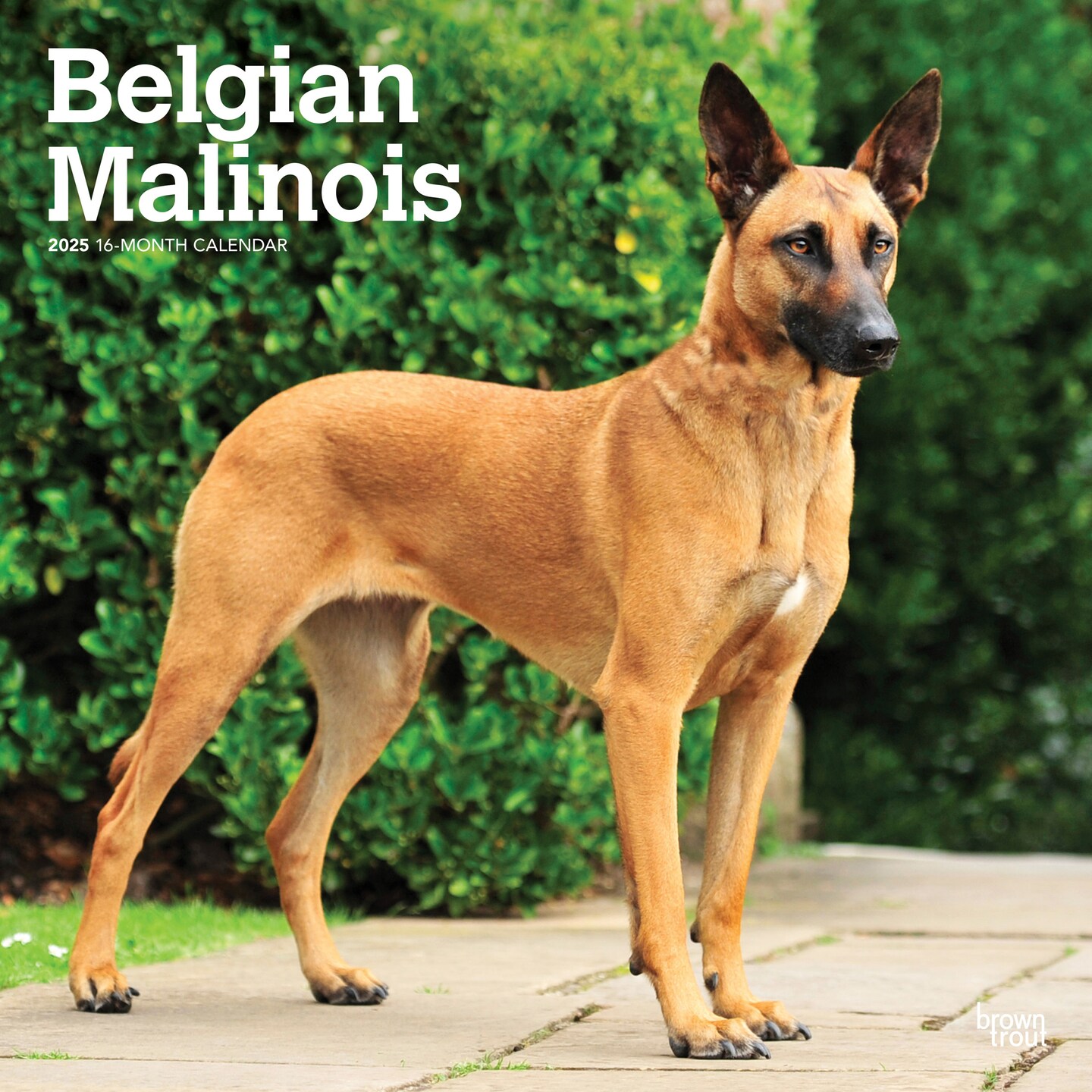 Belgian Malinois 2025 12 x 24 Inch Monthly Square Wall Calendar