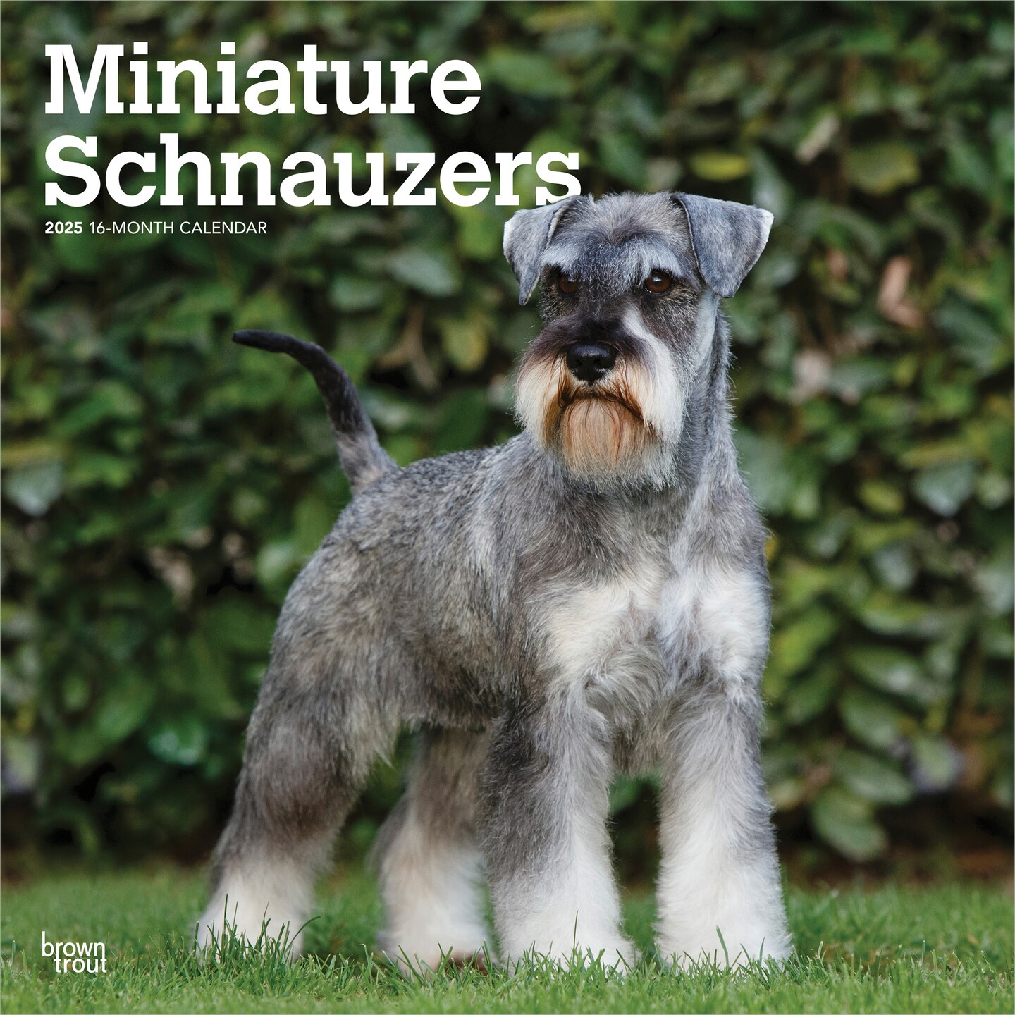 Standard Schnauzer Breeders Miniature Schnauzer Rehoming Standard