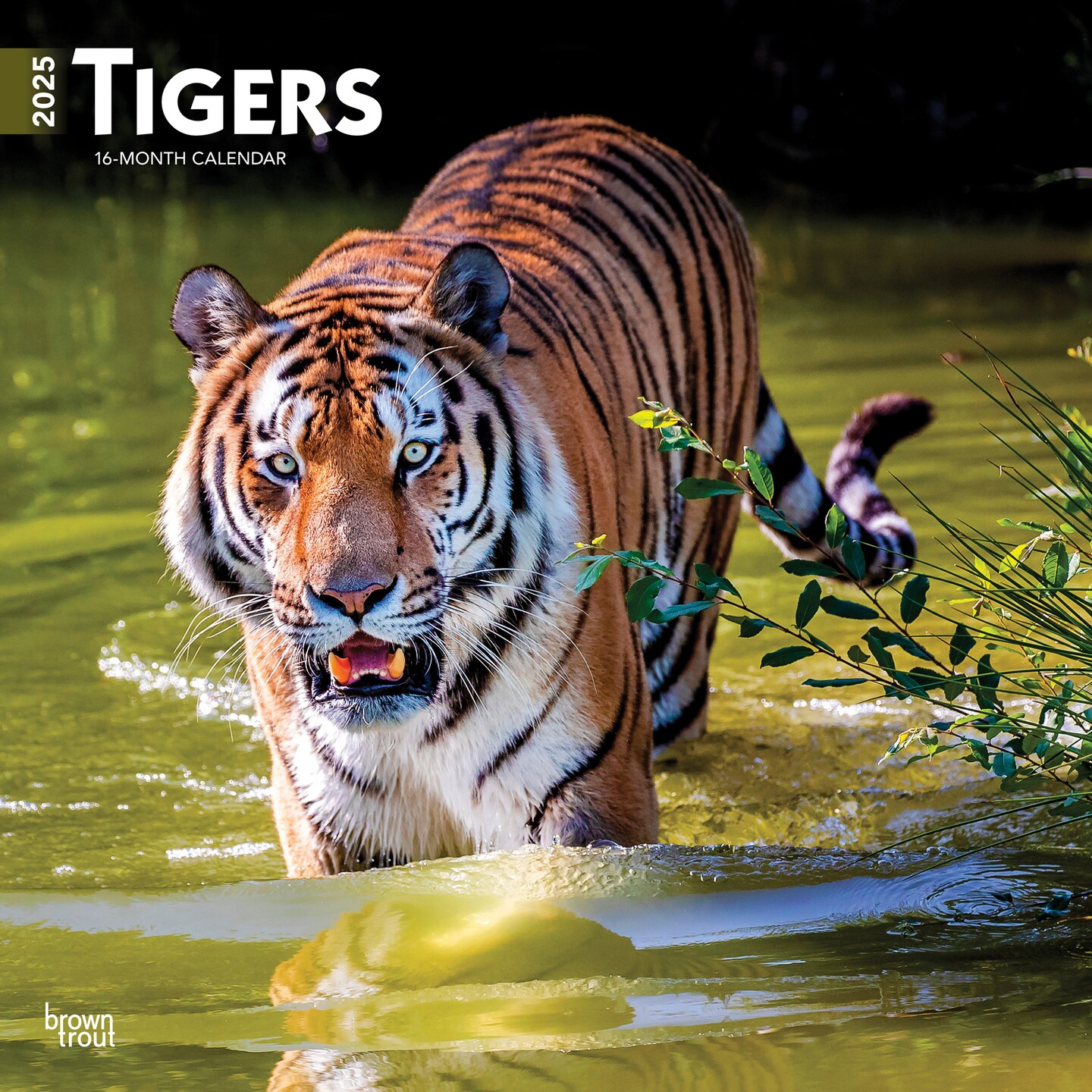 Tigers | 2025 12 x 24 Inch Monthly Square Wall Calendar | Plastic-Free | BrownTrout | Wildlife Zoo Animals