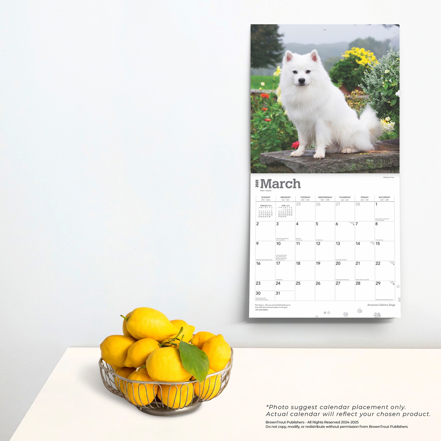 American Eskimo Dogs | 2025 12 x 24 Inch Monthly Square Wall Calendar | Plastic-Free | BrownTrout | Animals Dog Breeds