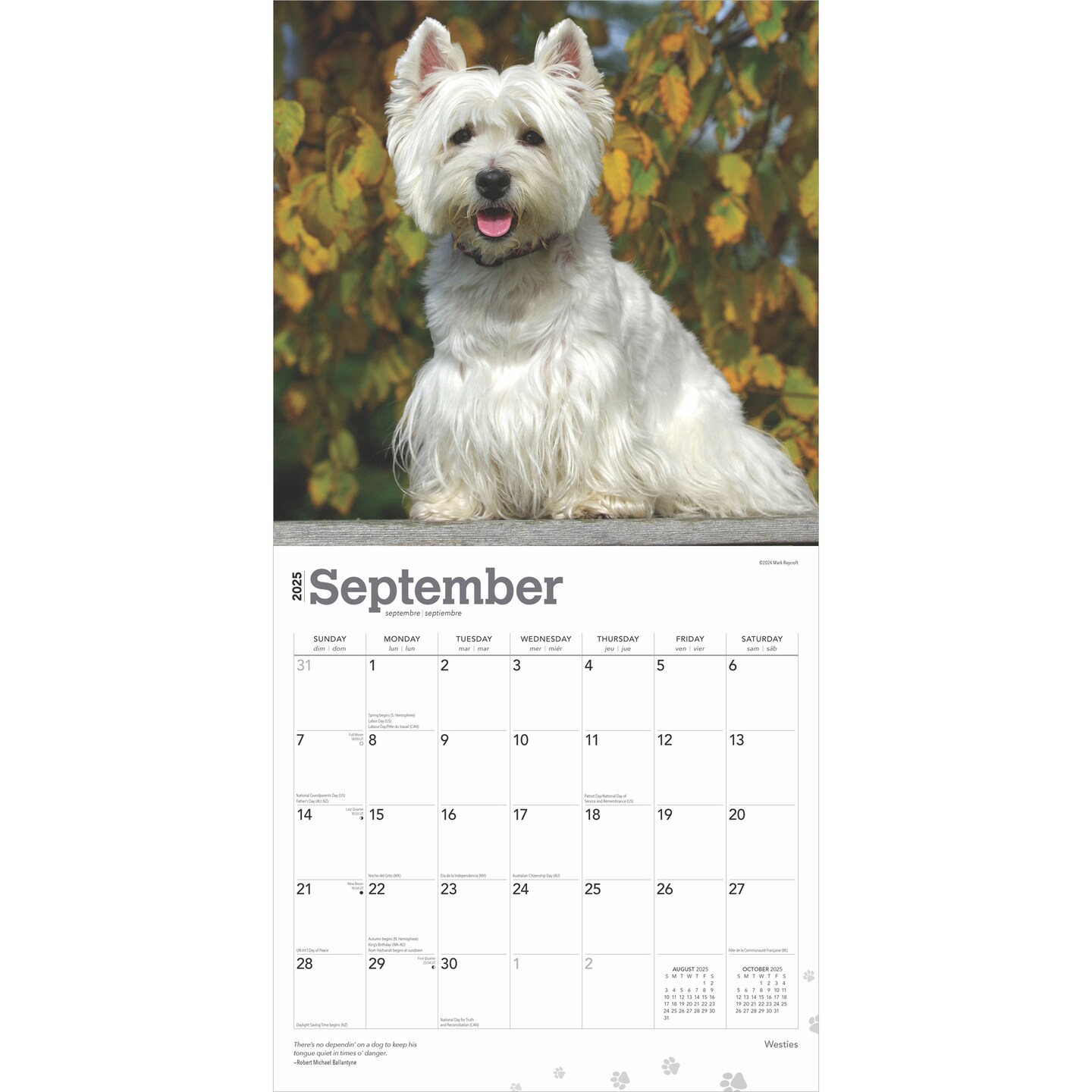 West Highland White Terriers | 2025 12 x 24 Inch Monthly Square Wall Calendar | Plastic-Free | BrownTrout | Animals Dog Breeds Puppies