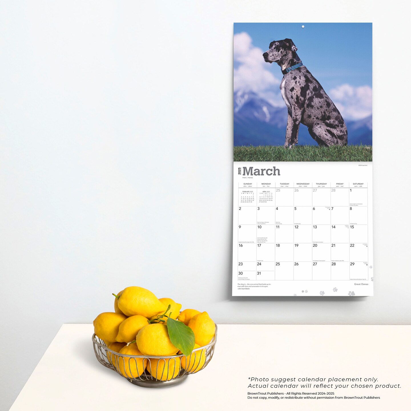 Great Danes | 2025 12 x 24 Inch Monthly Square Wall Calendar | Plastic-Free | BrownTrout | Animals Dog Breeds