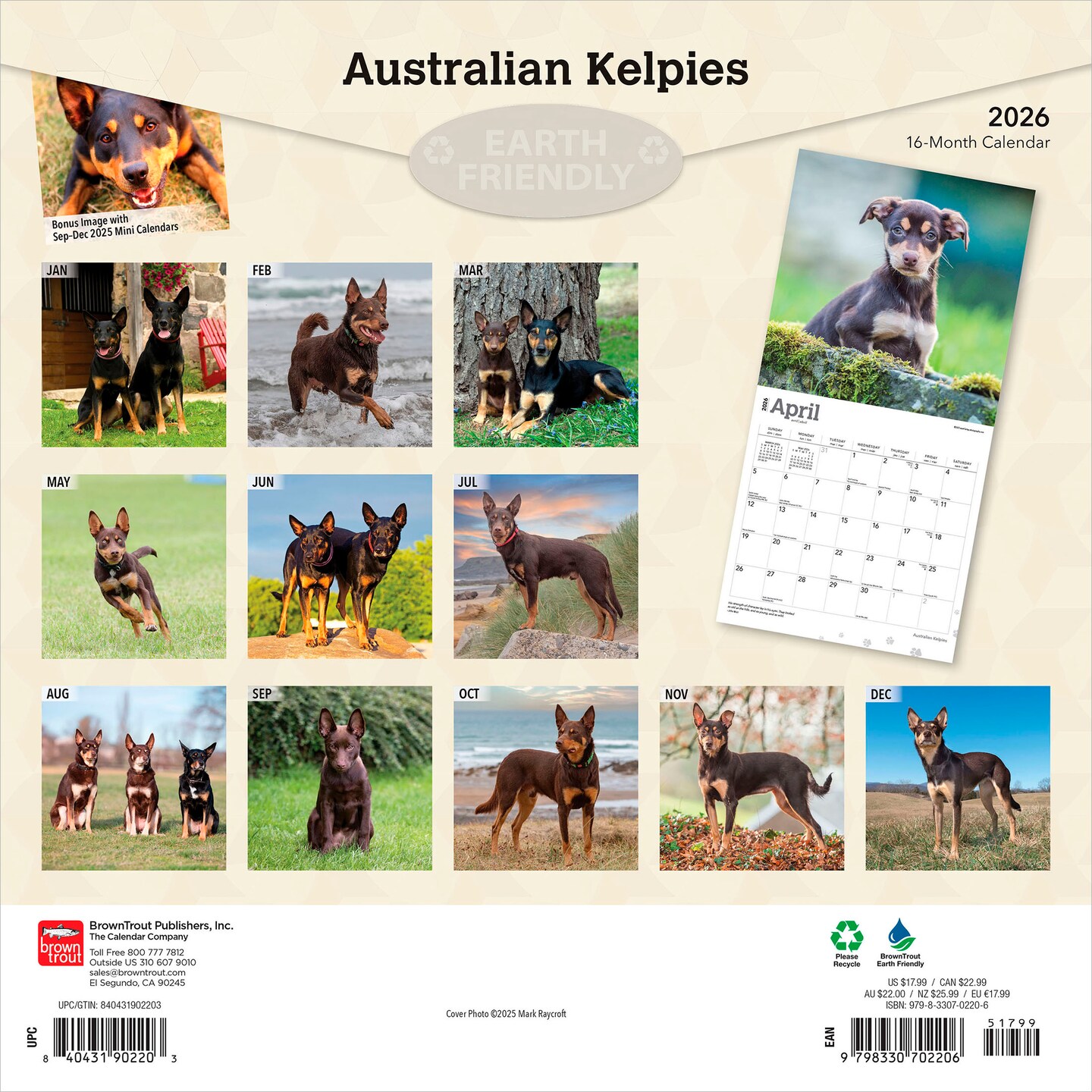 Australian Kelpies | 2026 12 x 24 Inch (Hanging) Monthly Square Wall Calendar | Plastic-Free