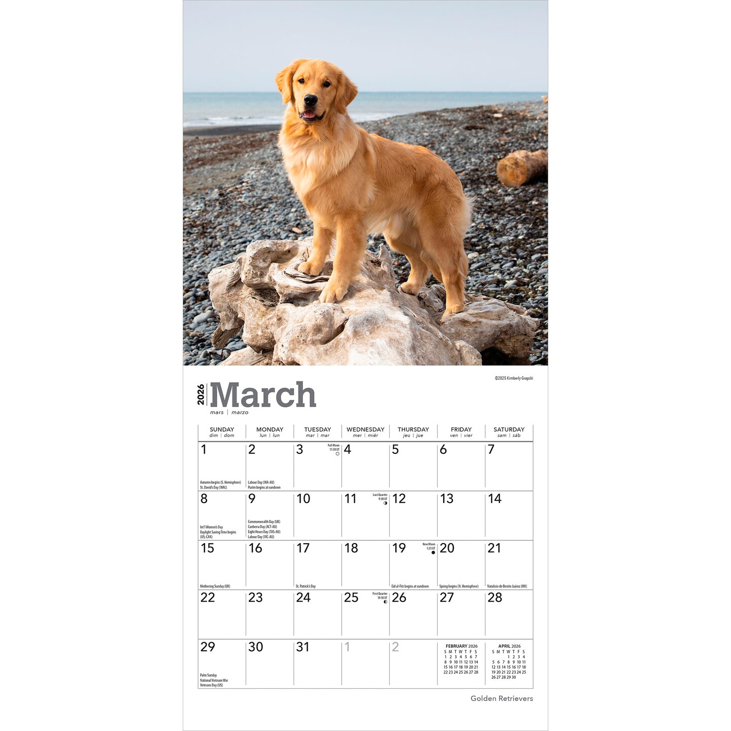 Golden Retrievers | 2026 7 x 14 Inch (Hanging) Monthly Mini Wall Calendar