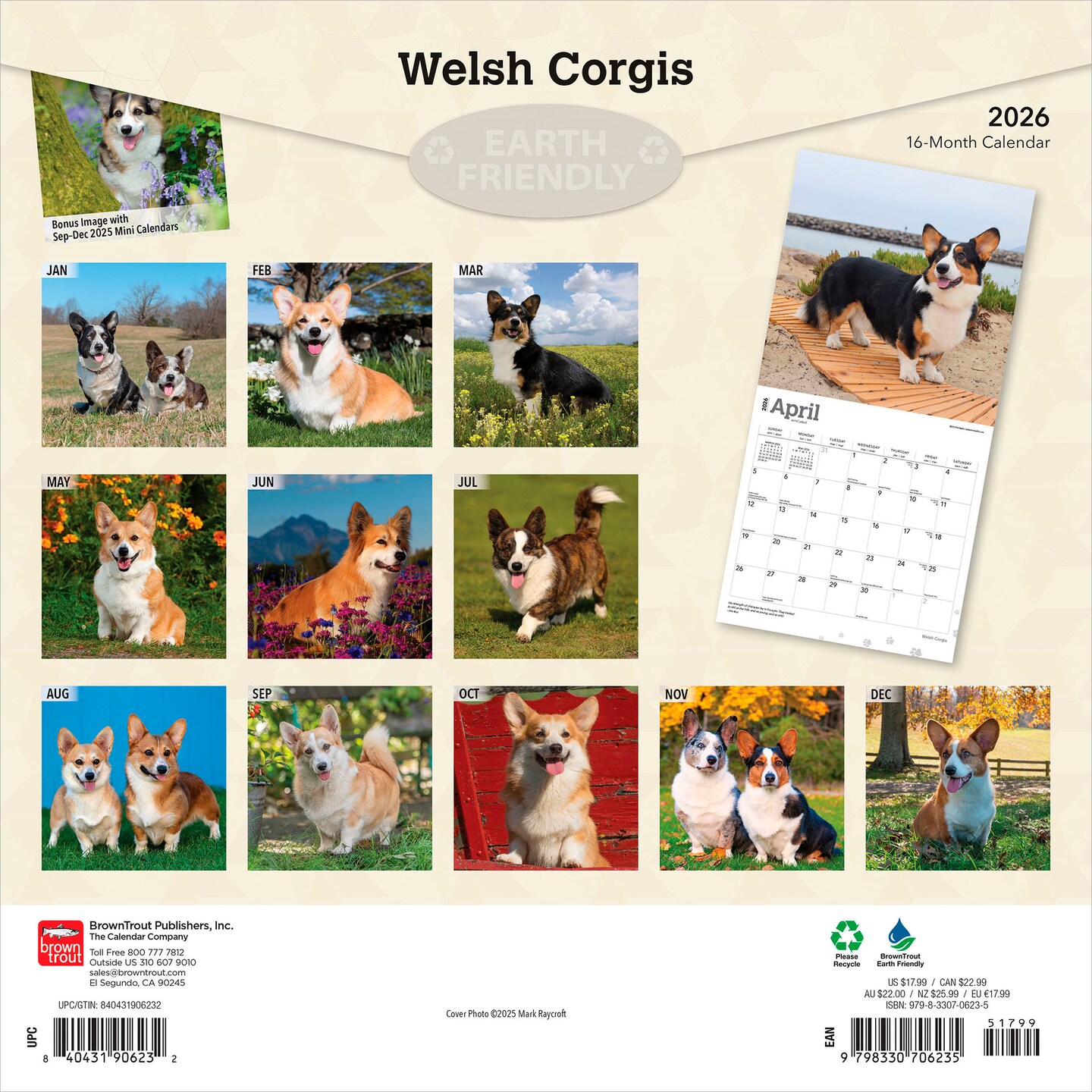 Welsh Corgis | 2026 12 x 24 Inch (Hanging) Monthly Square Wall Calendar | Plastic-Free