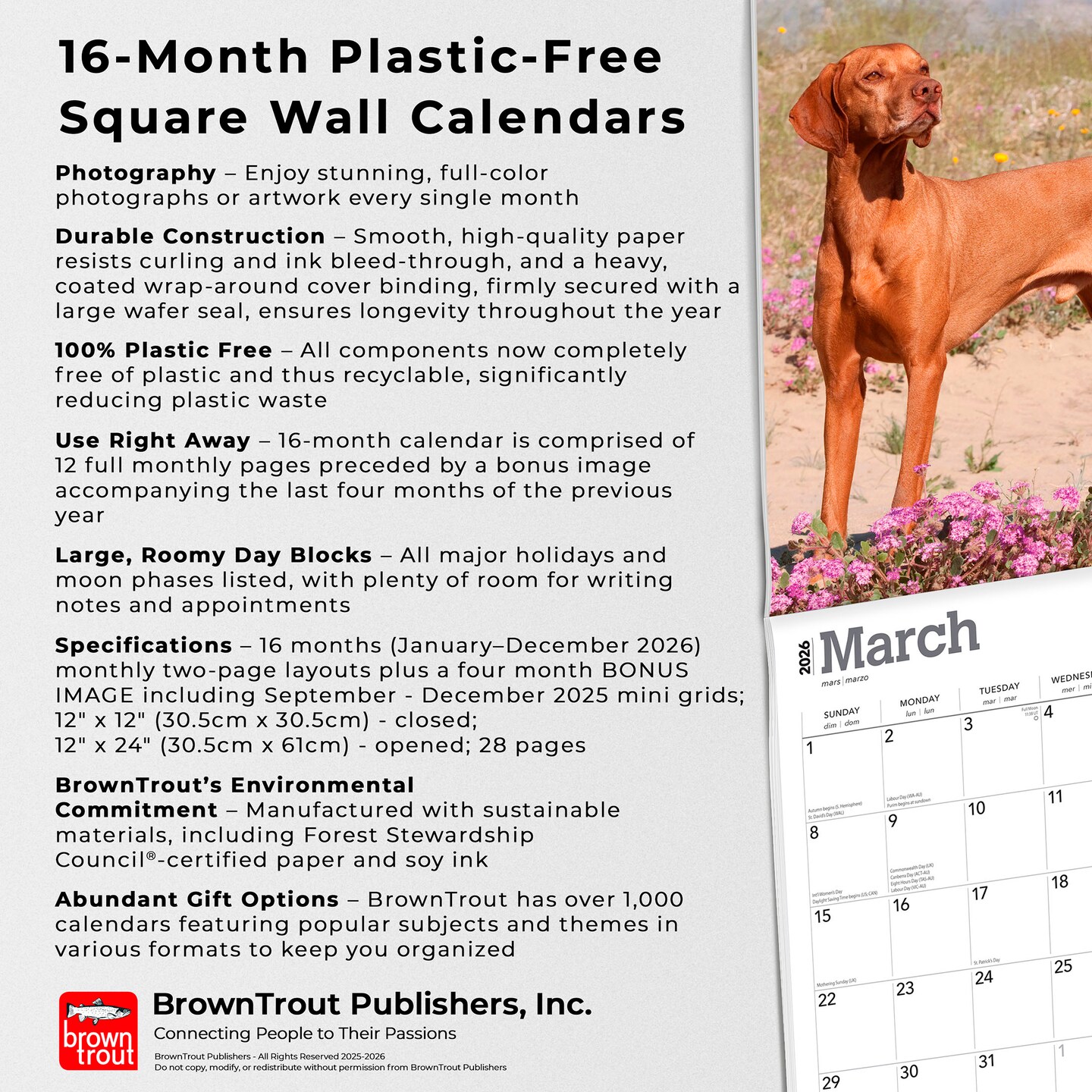 Vizslas | 2026 12 x 24 Inch (Hanging) Monthly Square Wall Calendar | Plastic-Free