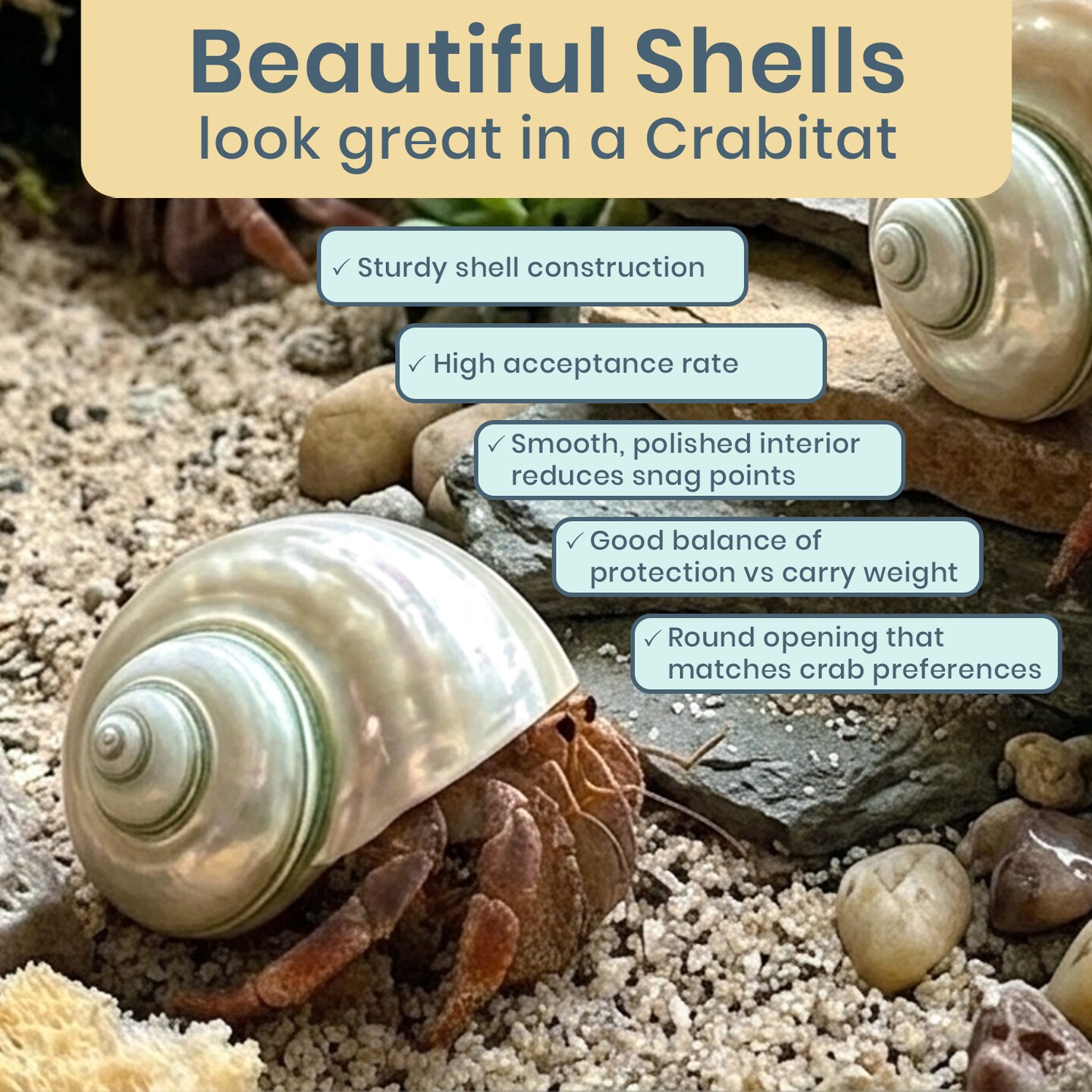 Hermit Crab Shells 3