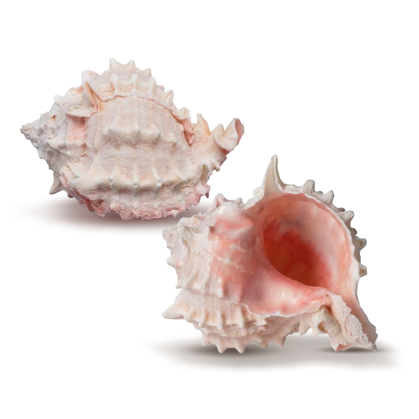 Hermit Crab Shells 3