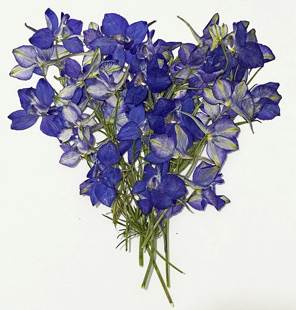 6 pcs Purple Larkspur with Stem Real Natural Dried Pressed Flowers for Resin Scrapbooking DIY Candle Decoration Jewelry Crafts