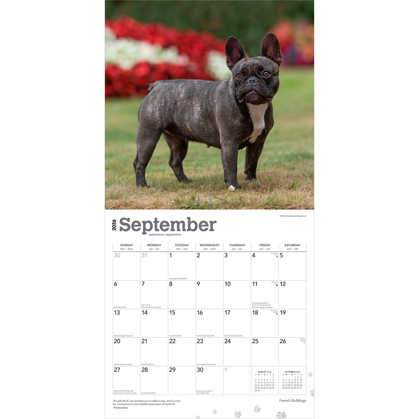 French Bulldogs | 2026 12 x 24 Inch (Hanging) Monthly Square Wall Calendar | Plastic-Free