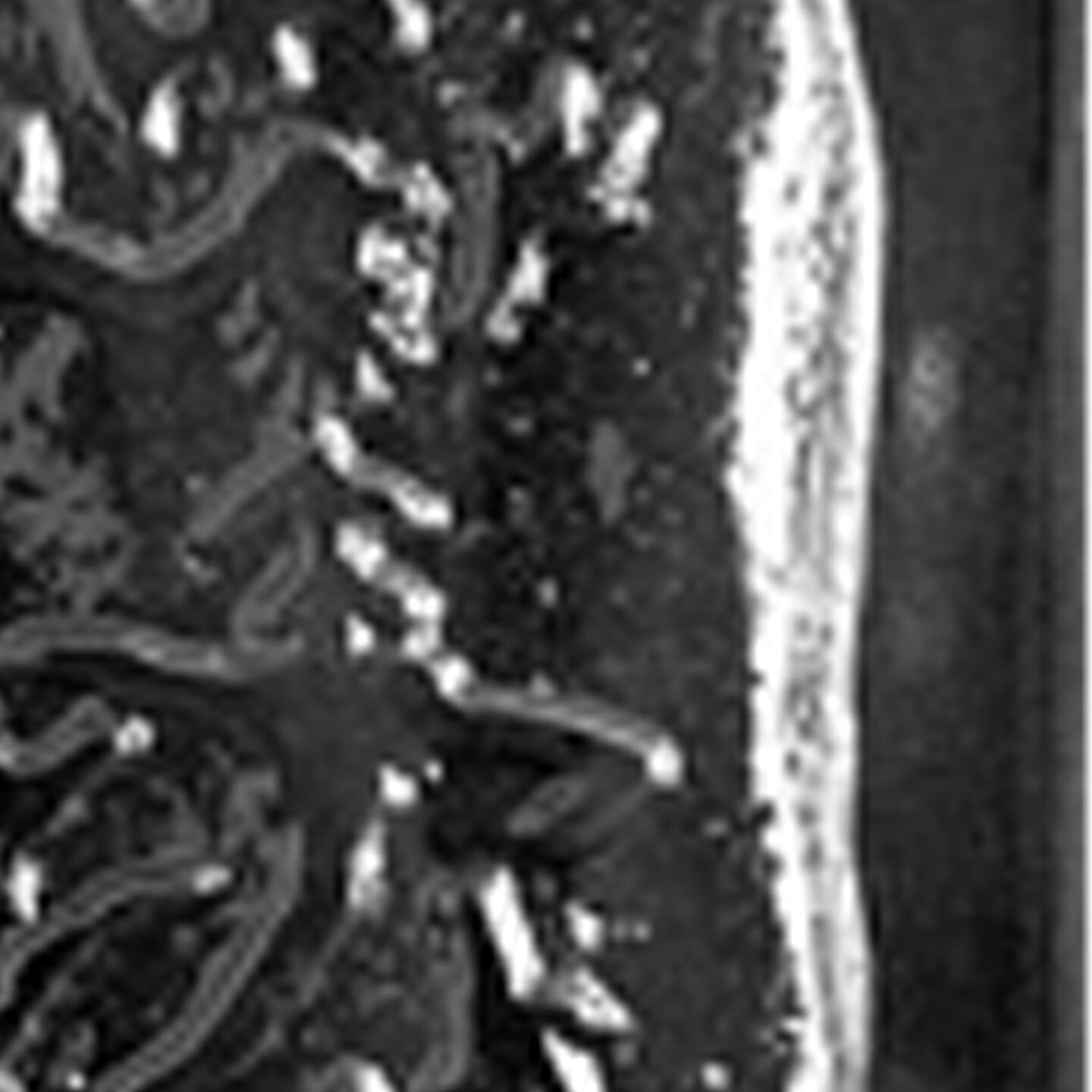 Dinosaur Fossil Chocolate Mold