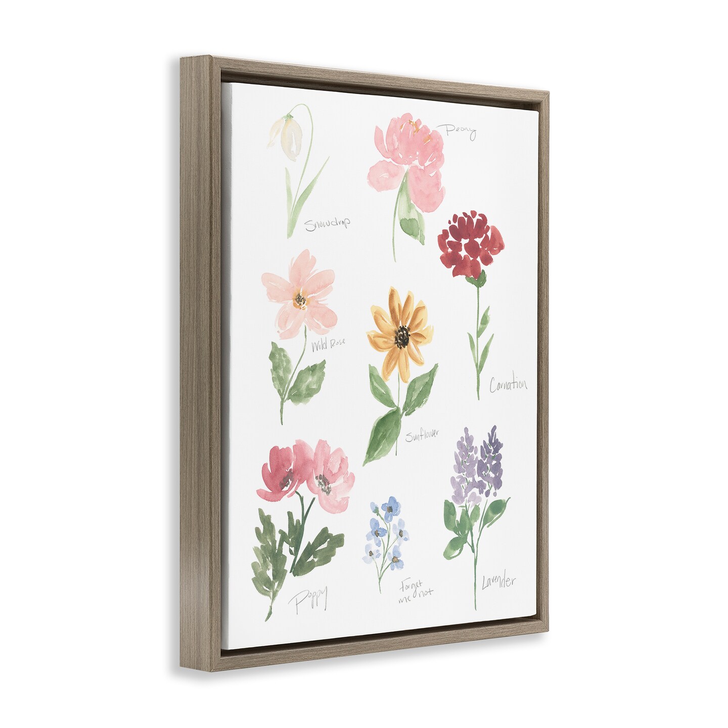 Stupell Industries Labeled Flower Varieties Floating Frame, design by Lucille Price