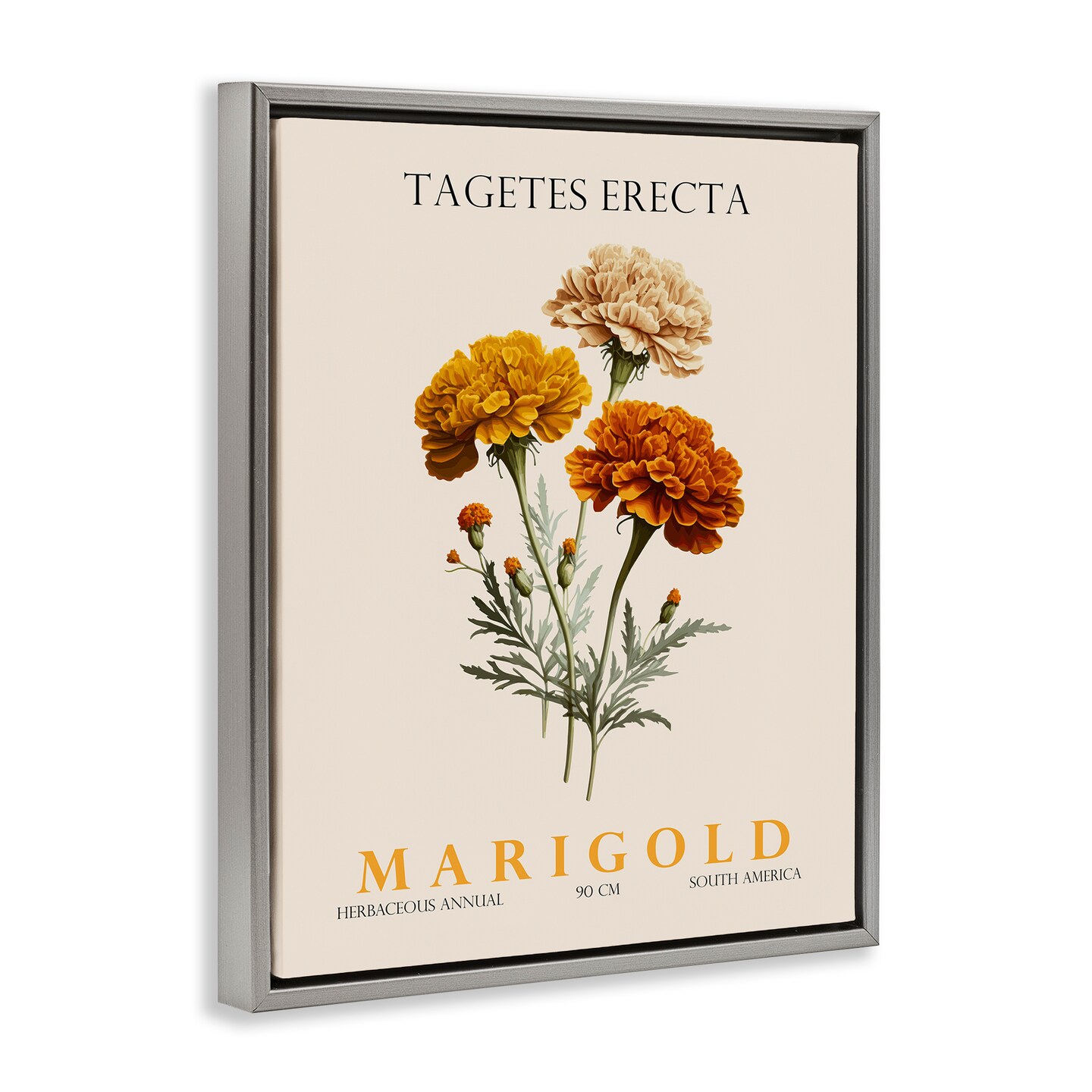 Stupell Industries Natural Marigold Bundle Floating Frame, design by Christopher Giampietro
