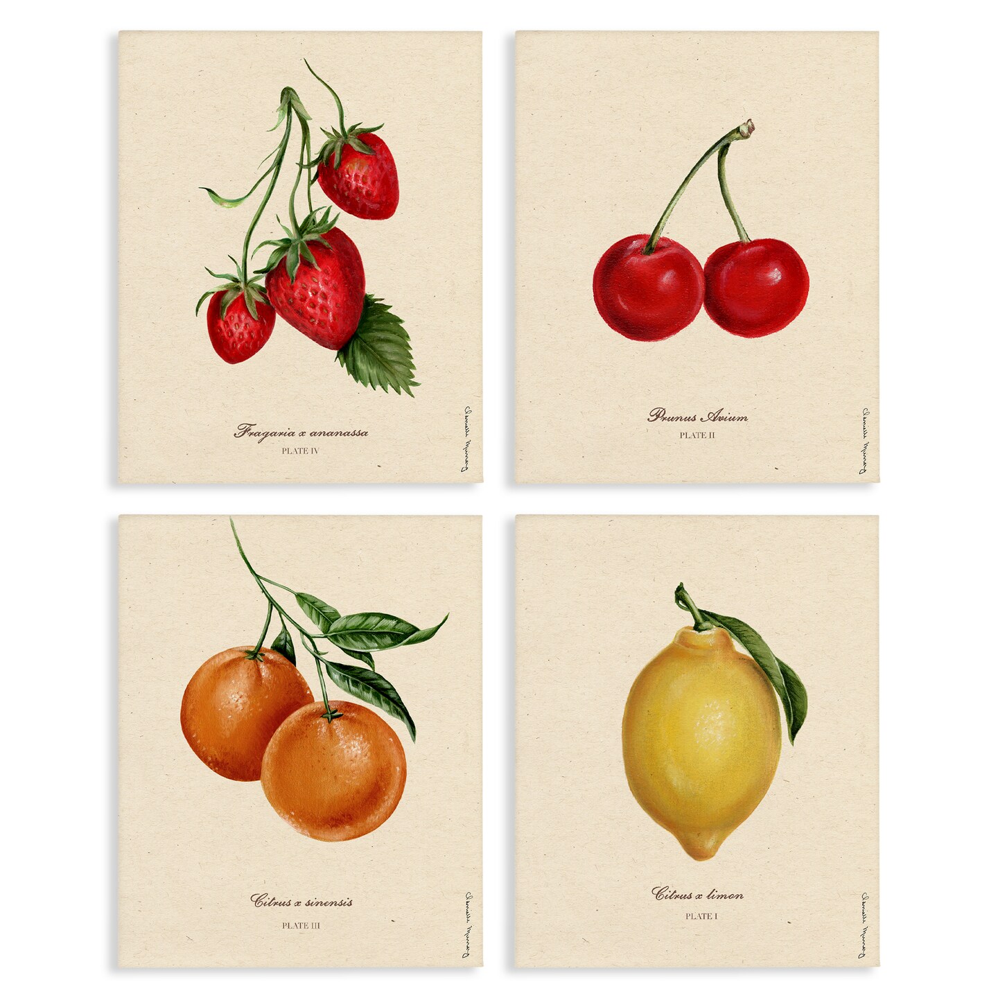 Stupell Industries Vintage Fruit Portraits 4pc Canvas Set, design by Danielle Murray