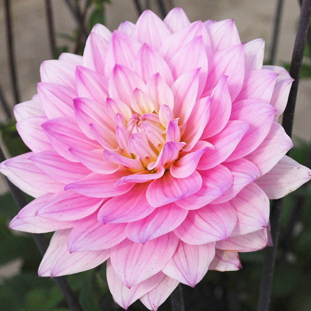 Karma Prospero&#xAE; Decorative  Dahlia - 1 Bulb Clump