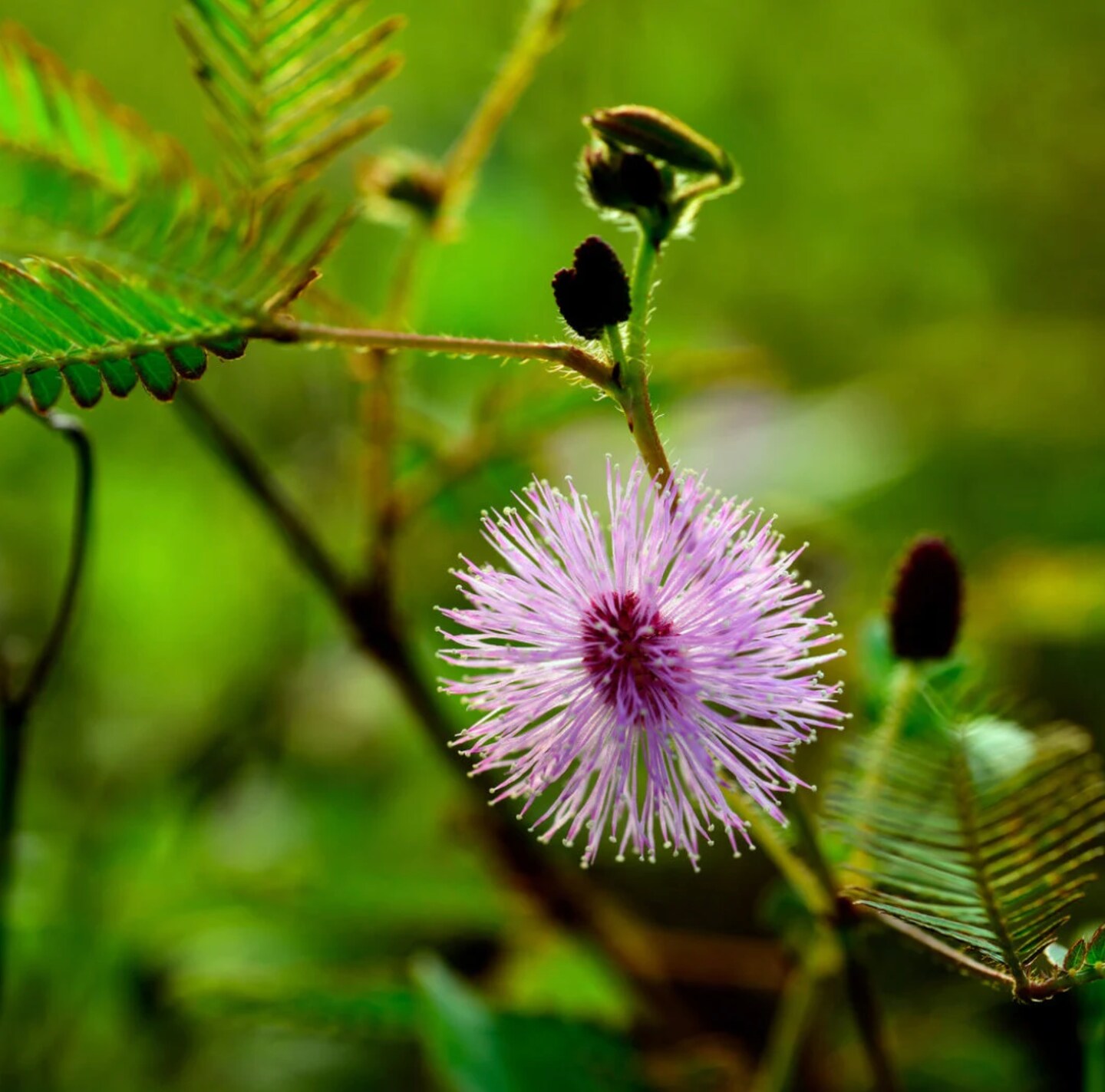 Sensitive Plant seeds: A Magical Plant With Leaves That Close When Touched!  | MakerPlace by Michaels