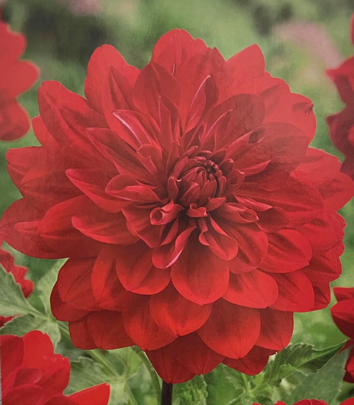 Karma Amora Decorative Dahlia - 1 Bulb Clump - Deep Red - NEW