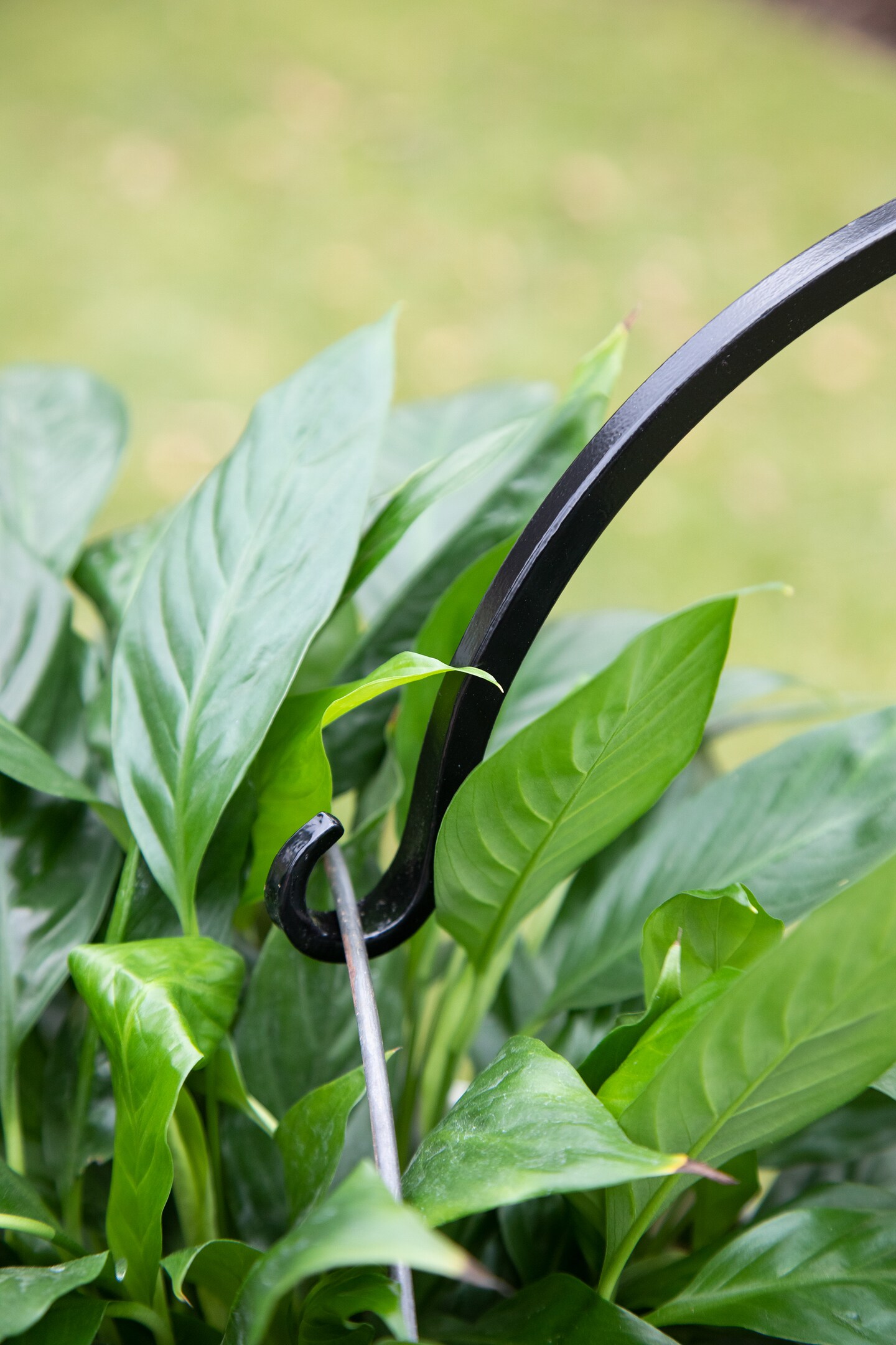 buy monstera deliciosa plant Monstera deliciosa “White Monster” variegated TC Plantlet Grower's Choice *In Stock* In-Vitro Single (deflasked) (In Stock) main image 0