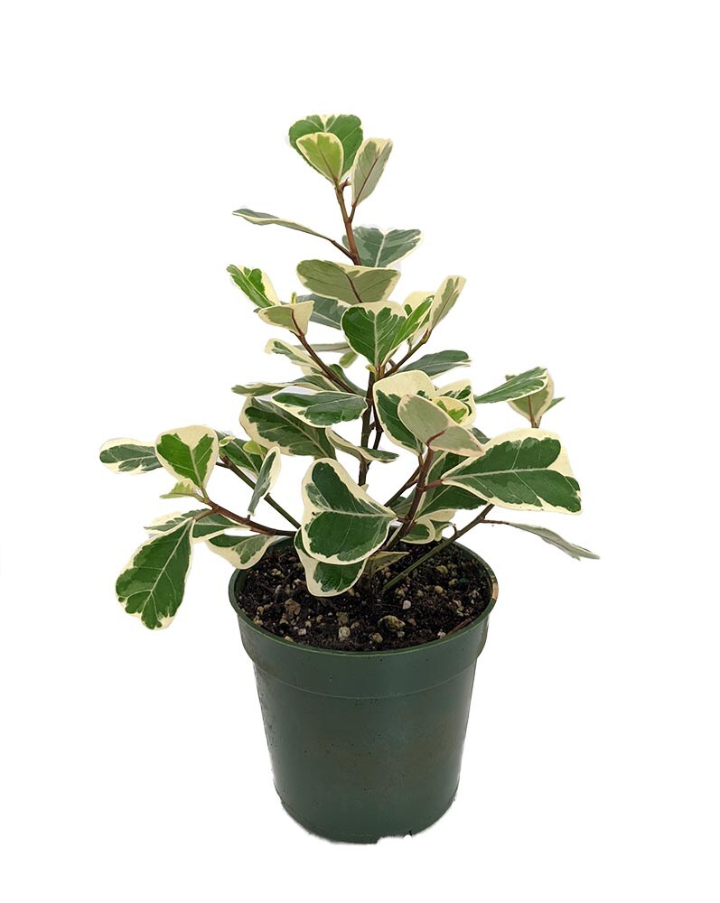 Rare Variegated Triangle Weeping Fig - Ficus triangularis variegata - 4&#x22; Pot