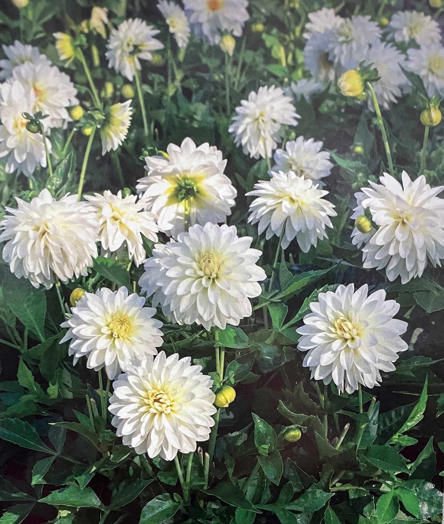 Gallery Art Fair Decorative Dahlia - Creamy White - #1 Size Root Clump - NEW
