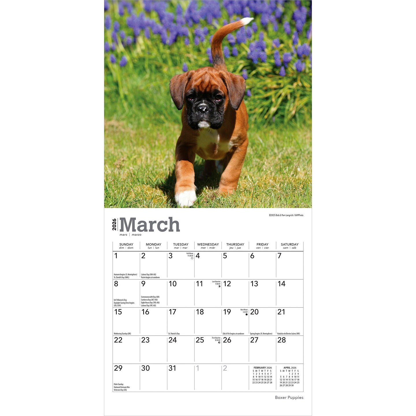 Boxer Puppies | 2026 7 x 14 Inch (Hanging) Monthly Mini Wall Calendar