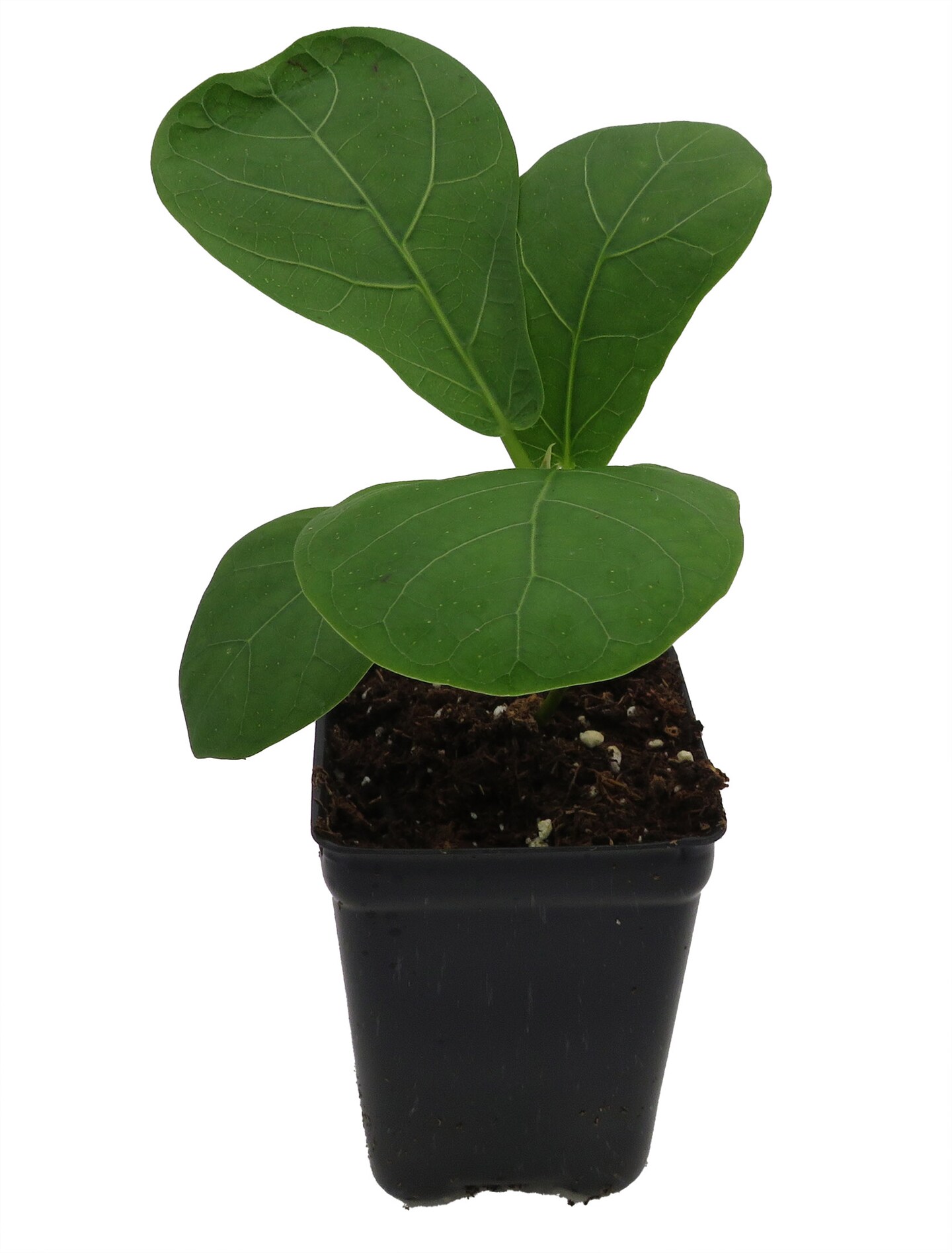 Hirt's Fiddleleaf Fig Tree - Ficus - Great Indoor Tree - 2.5" Pot