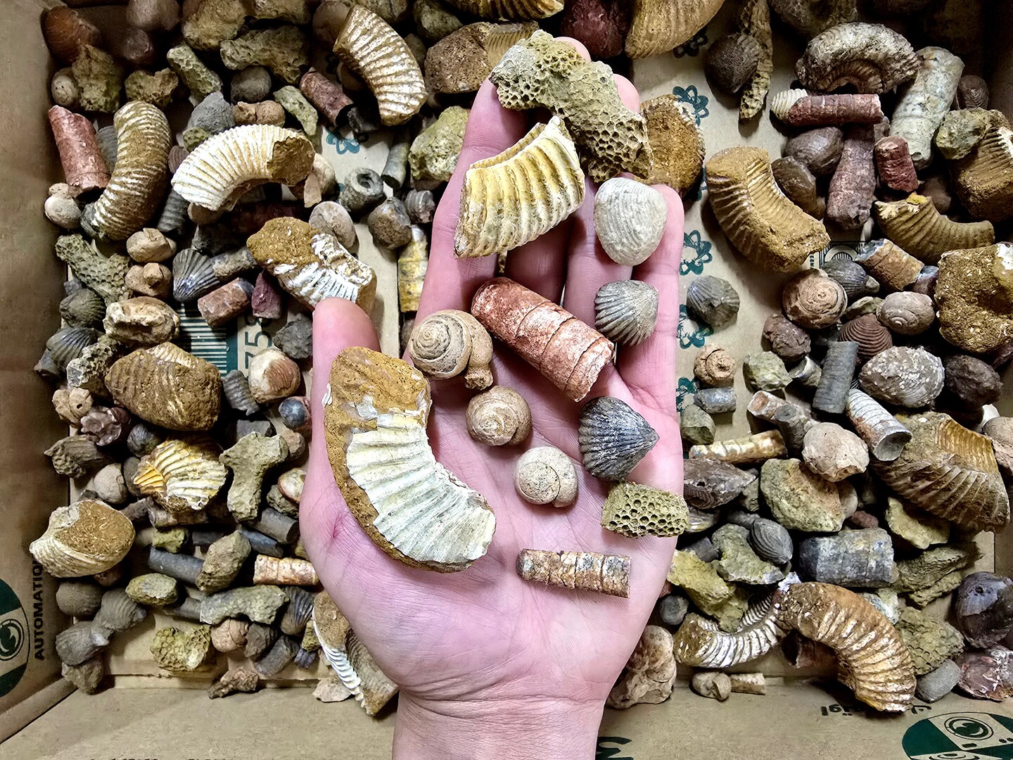 Bulk Fossil Mix Moroccan Assorted Fossils for Crafts, Displays, Teaching & Collecting