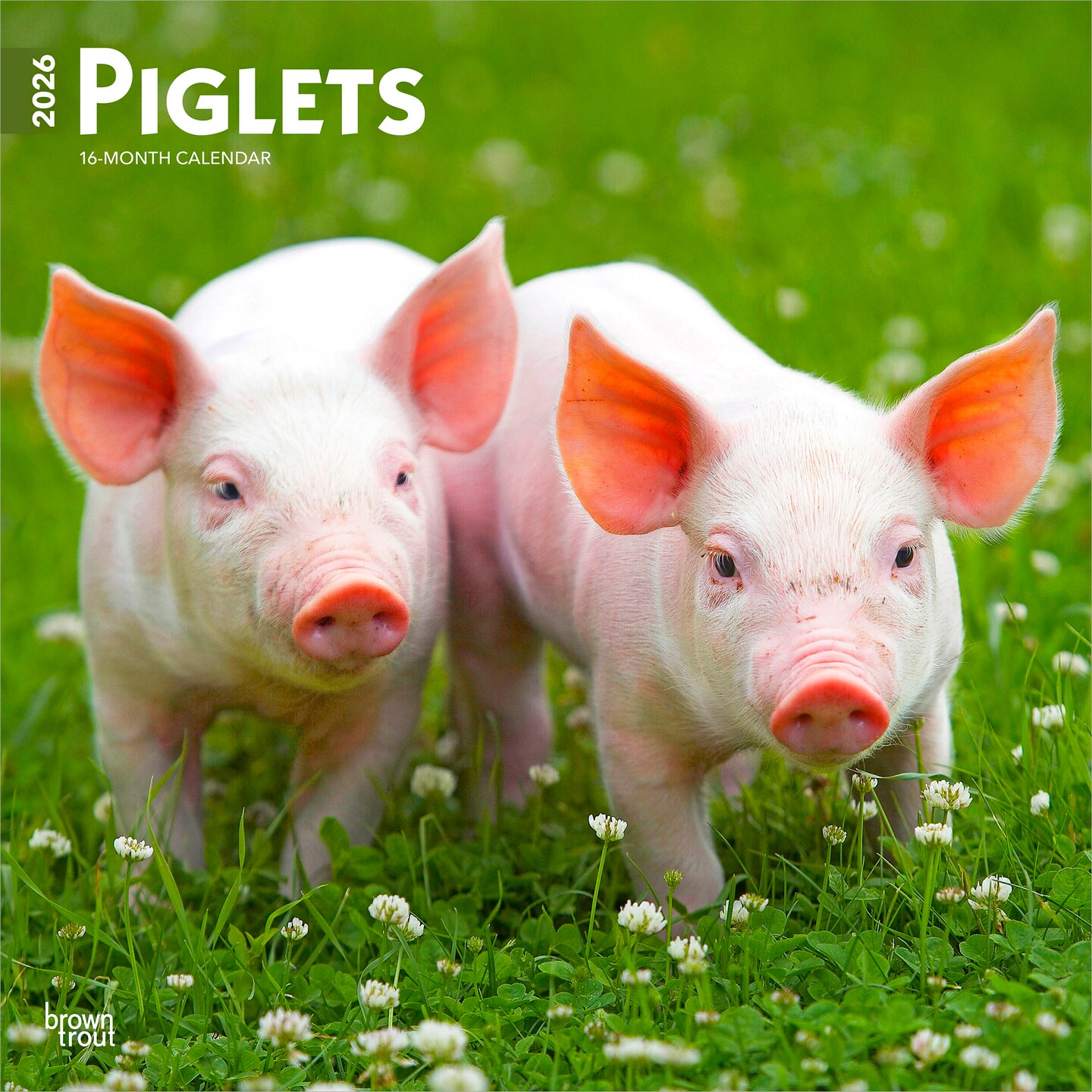 Piglets | 2026 12 x 24 Inch (Hanging) Monthly Square Wall Calendar | Plastic-Free