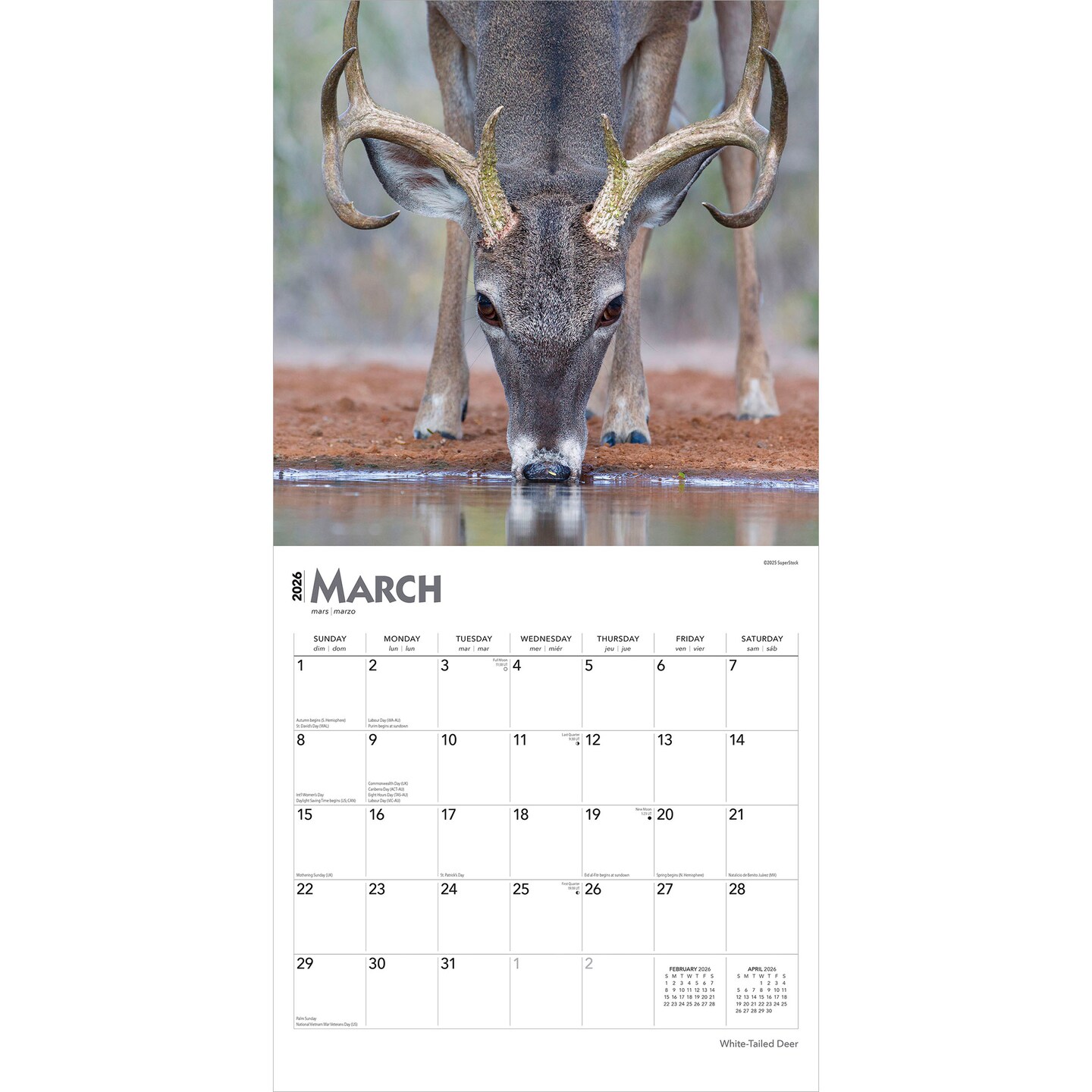 White Tailed Deer | 2026 12 x 24 Inch (Hanging) Monthly Square Wall Calendar | Plastic-Free