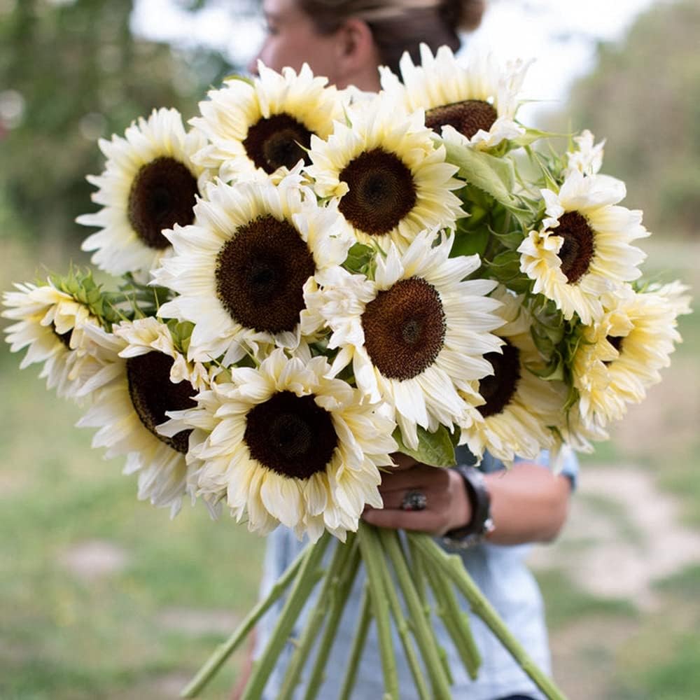 6PCS Large Artificial White Sunflowers &#x2013; 26&#x22; Long Stem Faux Silk Flowers for Elegant Summer Home Decor &#x26; Seasonal Arrangements