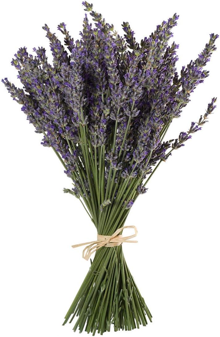 Natural Lavender Bundles, Freshly Harvested 200+ Stems Dried Lavender Bunch 16" - 18" Long, Decorative Flowers Bouquet for Home Decor