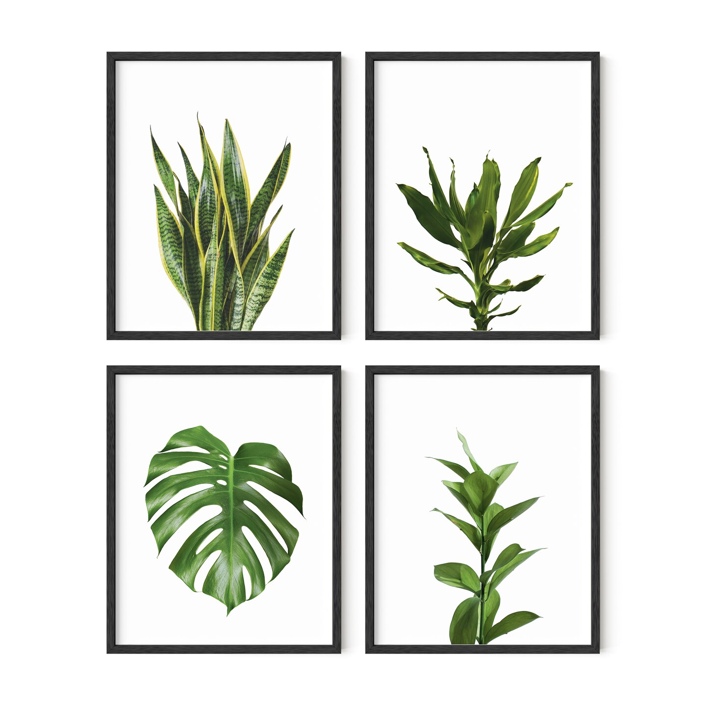 Haus and Hues Botanical Prints Set of 4