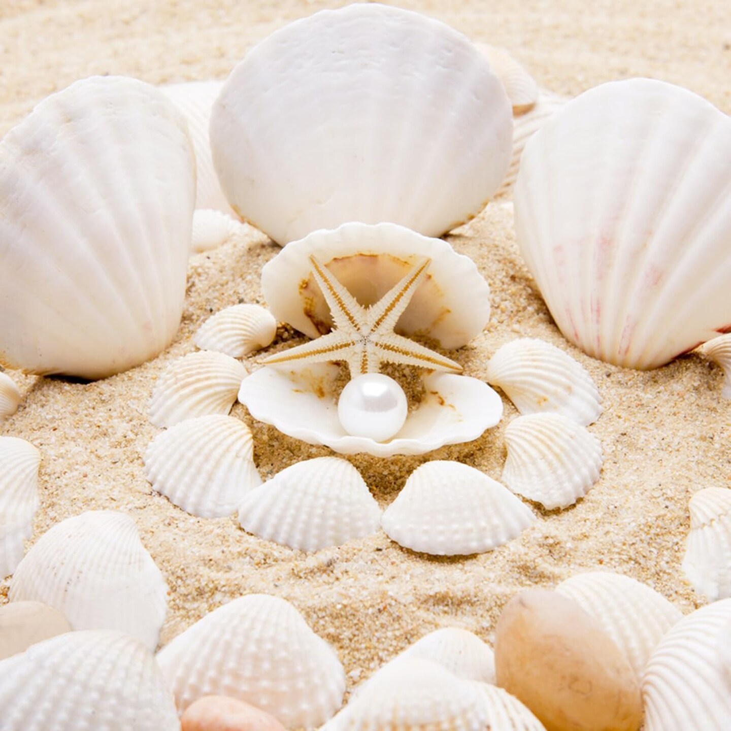 Small Sea Shells White Small Tiny Sea Shells Clam Shells Bulk Natural Scallop Shells for Home Decor Beach Theme Party Fish Tank Vase Filler