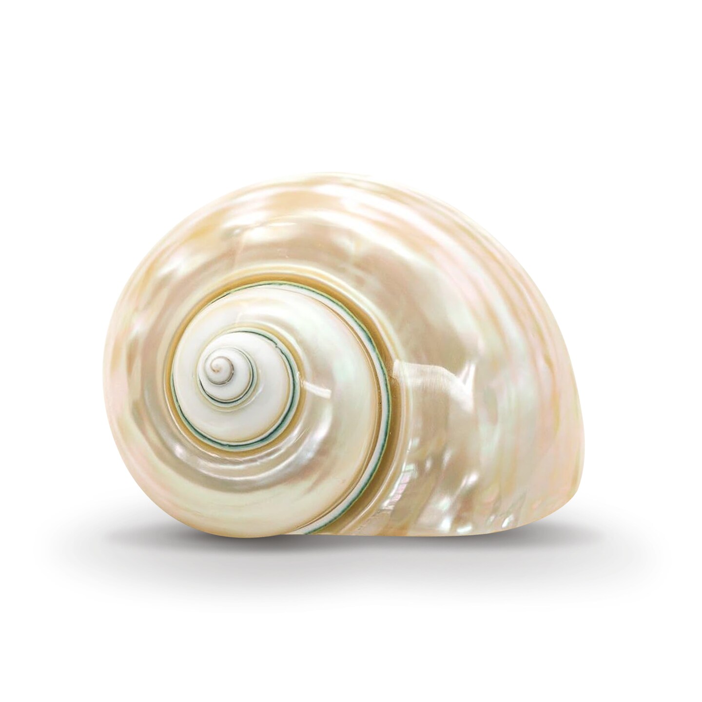 Hermit Crab Shells 3