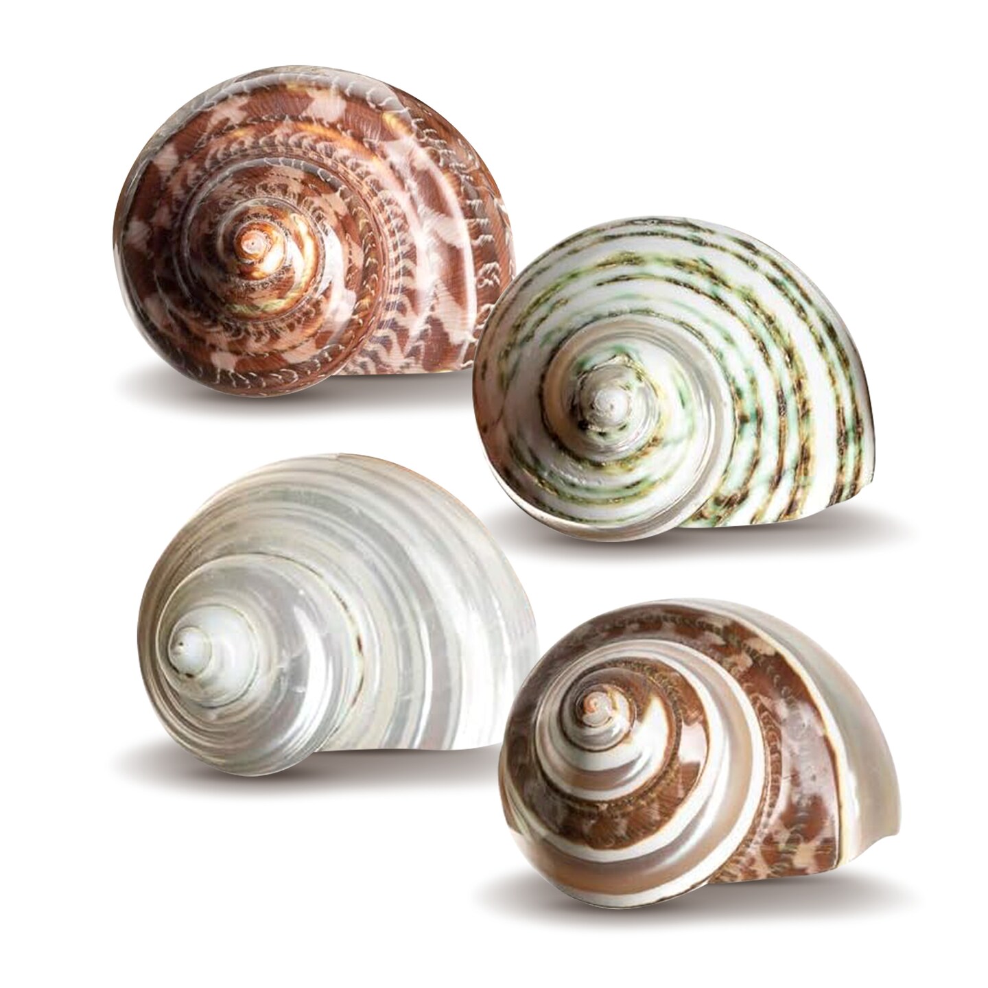 Hermit Crab Shells 2-2.5