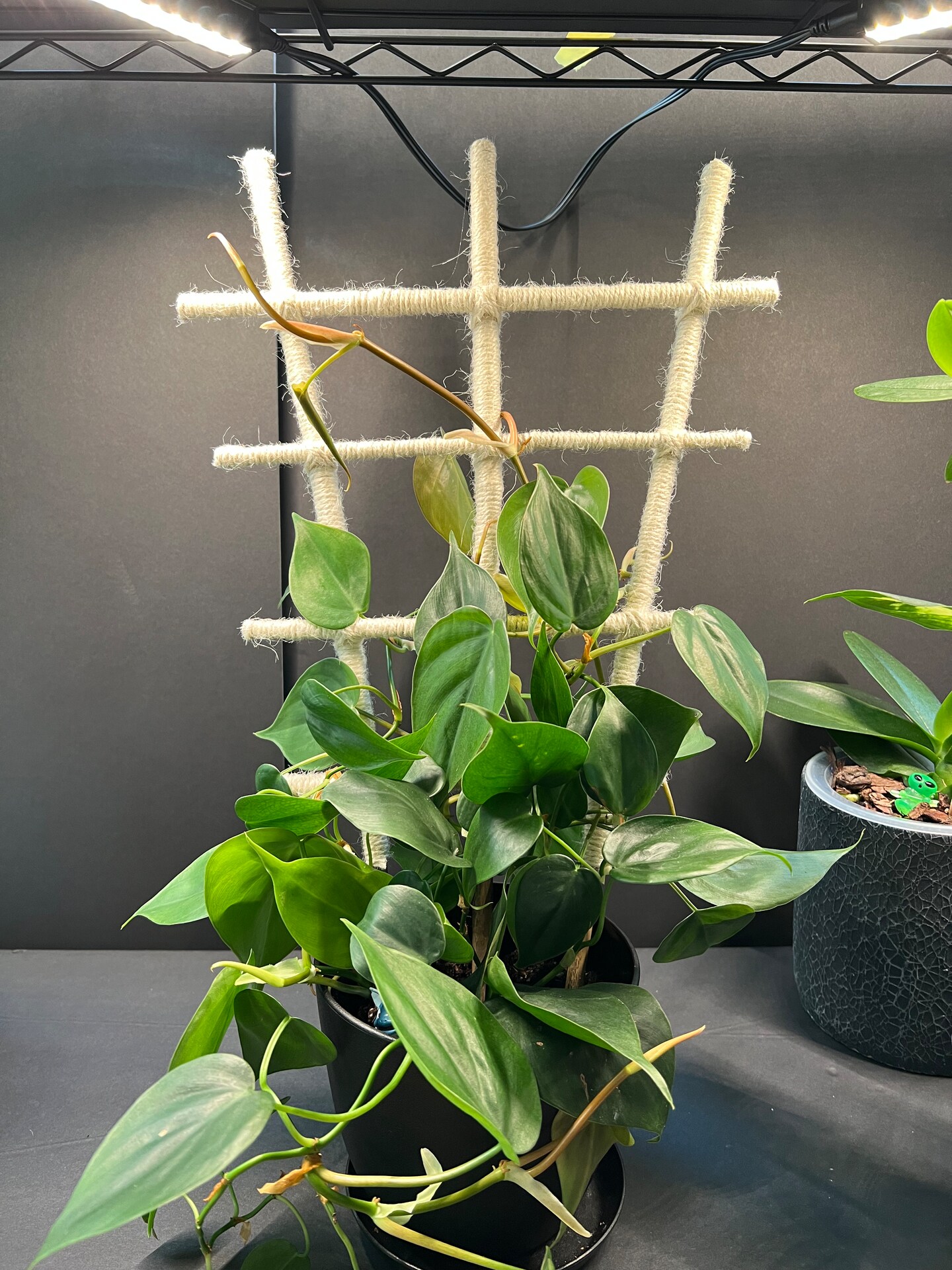 Bamboo and Jute Plant Trellis - 18" Indoor Climbing Plant Support |  MakerPlace by Michaels