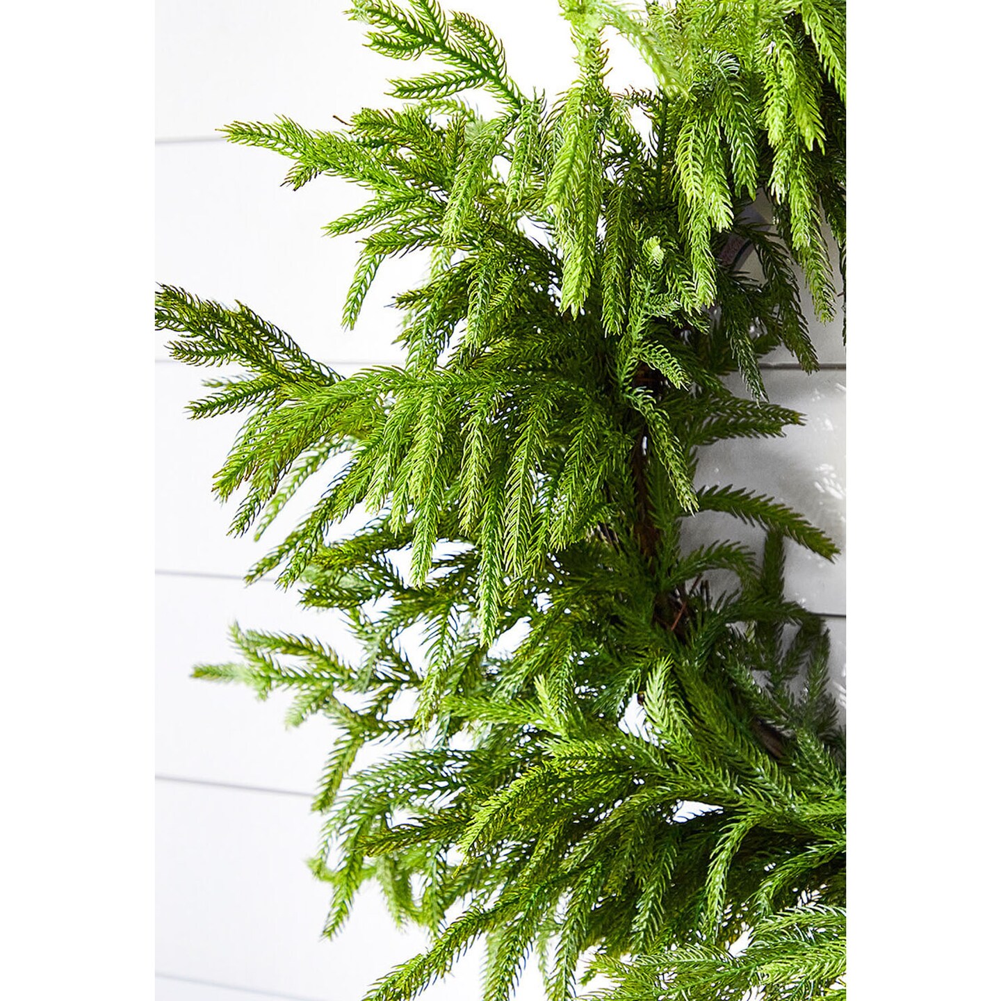 24&#x201D; Just Cut Norfolk Pine Wreath Fresh &#x26; Lush Holiday Decoration