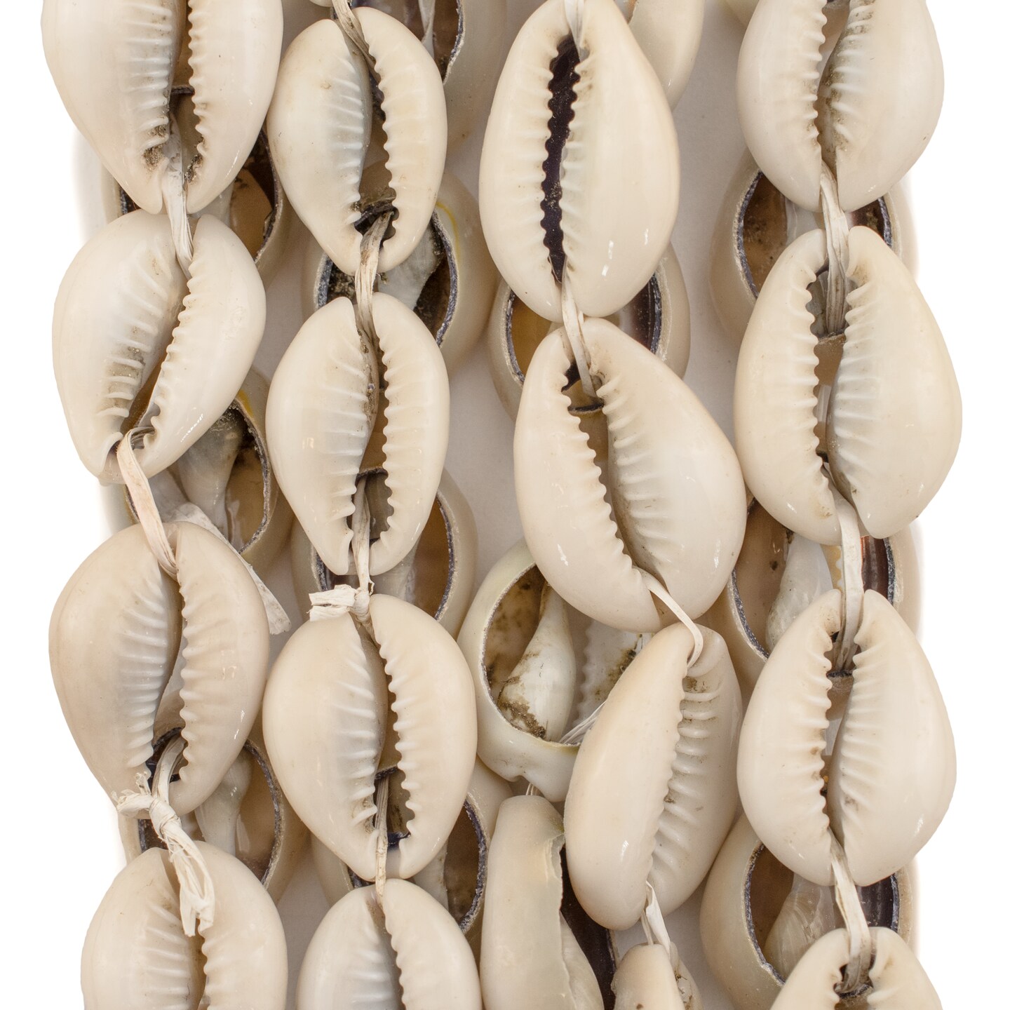 The Bead Chest Kenyan Cowrie Shell Beads 15mm African White Unusual 22-24 Inch Strand Handmade