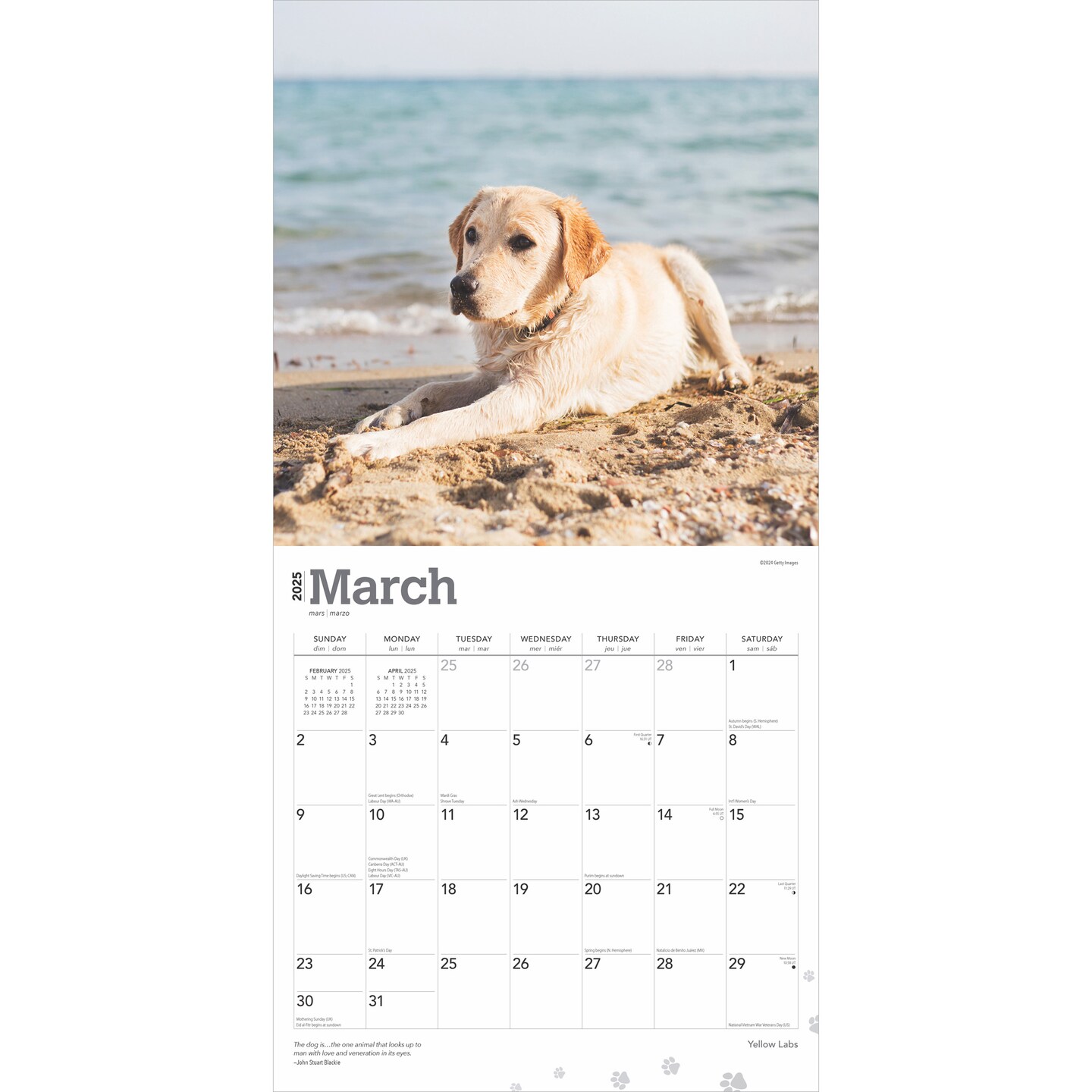 Yellow Labrador Retrievers | 2025 12 x 24 Inch Monthly Square Wall Calendar | Plastic-Free | BrownTrout | Animals Dog Breeds