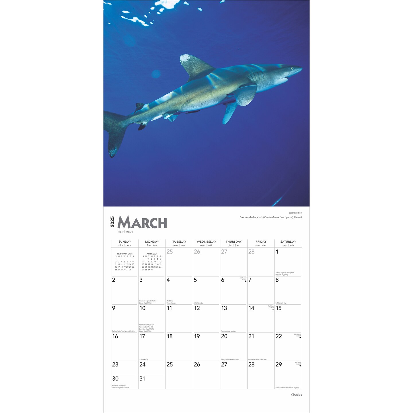 Sharks | 2025 12 x 24 Inch Monthly Square Wall Calendar | Plastic-Free | BrownTrout | Wildlife Marine Animals Fish
