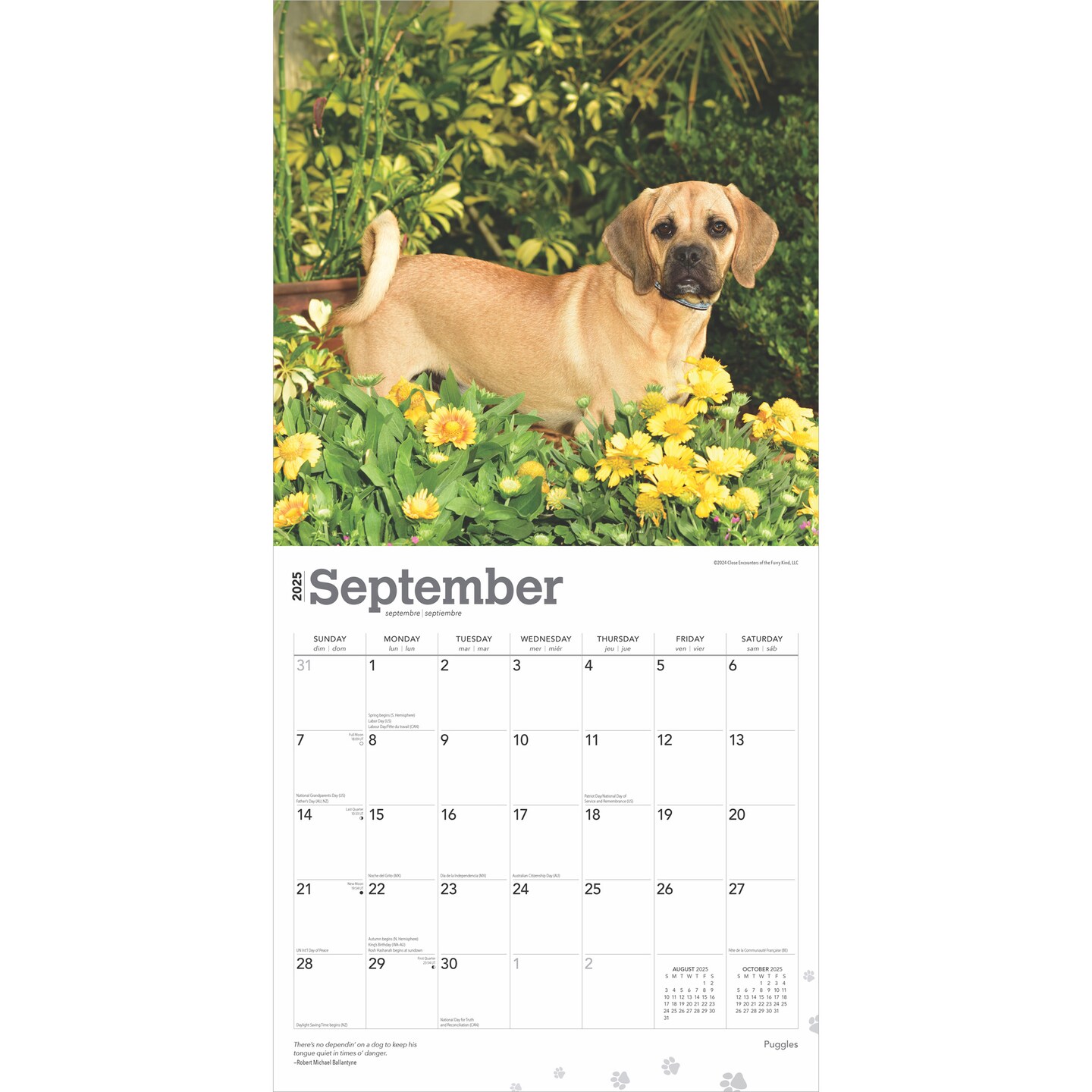 Puggles | 2025 12 x 24 Inch Monthly Square Wall Calendar | Plastic-Free | BrownTrout | Animals Mixed Dog Breeds