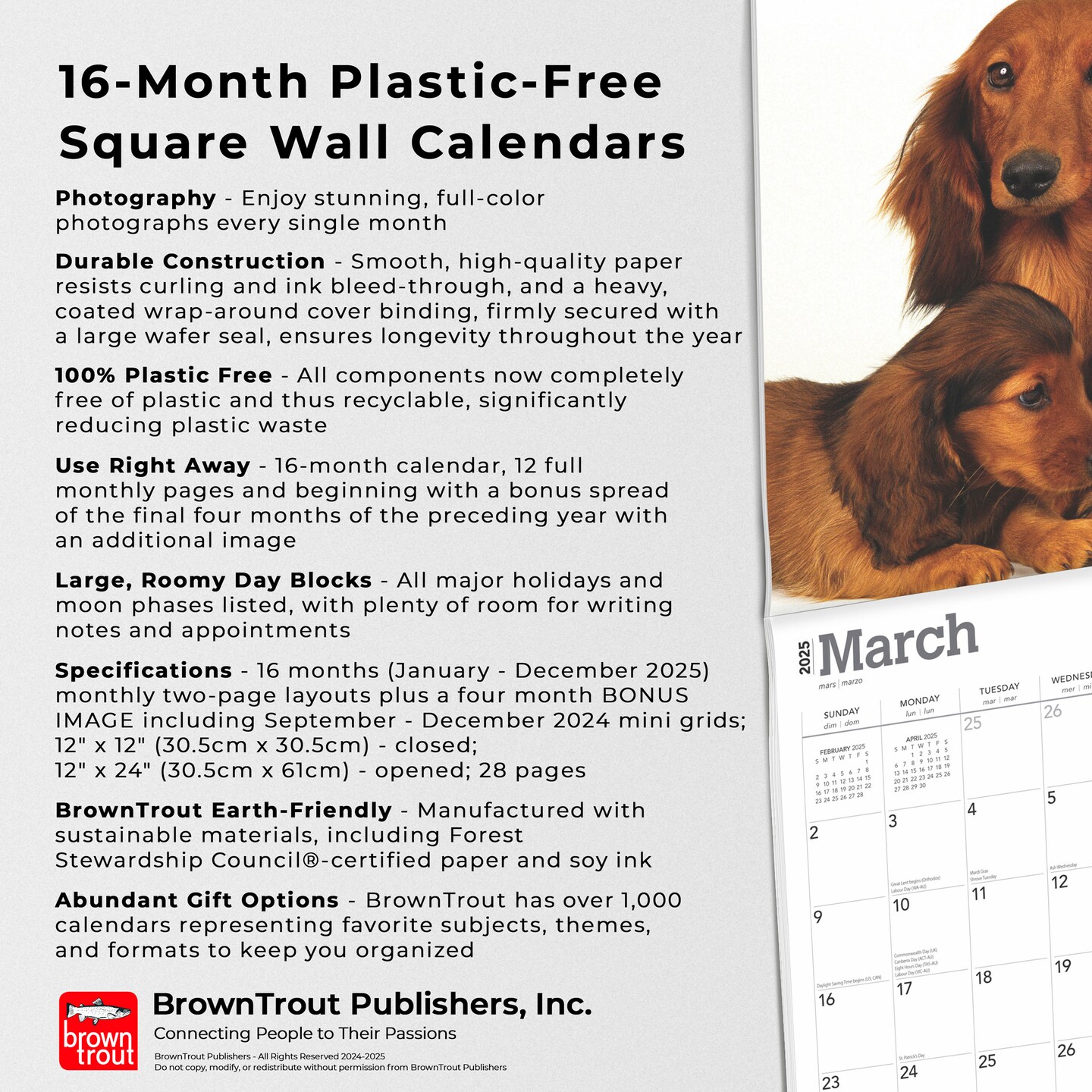 Longhaired Dachshunds | 2025 12 x 24 Inch Monthly Square Wall Calendar | Plastic-Free | BrownTrout | Animals Small Dog Breeds