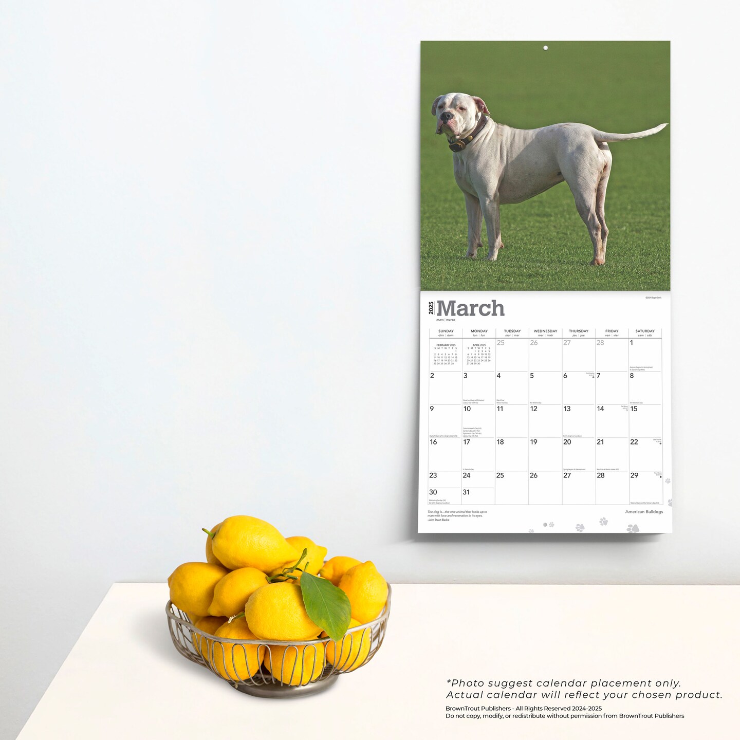 American Bulldogs | 2025 12 x 24 Inch Monthly Square Wall Calendar | Plastic-Free | BrownTrout | Animals Dog Breeds