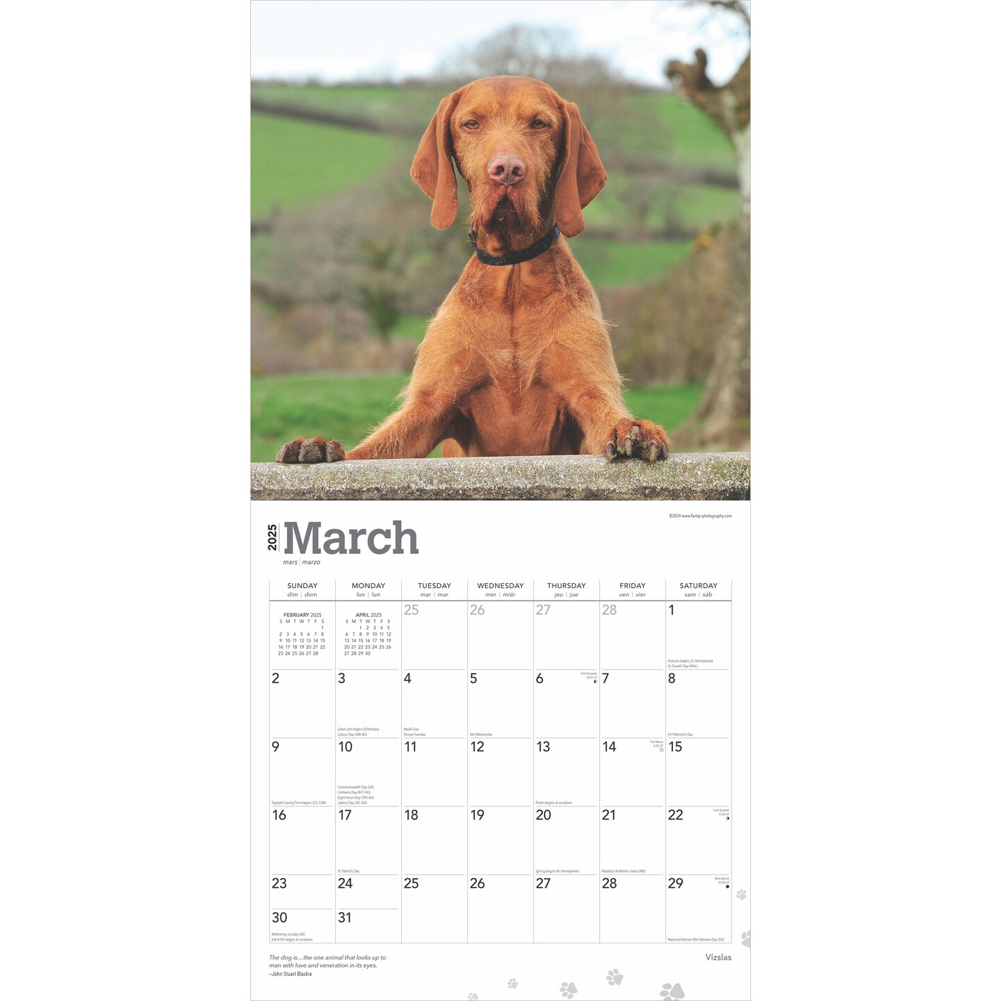 Vizslas | 2025 12 x 24 Inch Monthly Square Wall Calendar | Plastic-Free | BrownTrout | Animals Dog Breeds