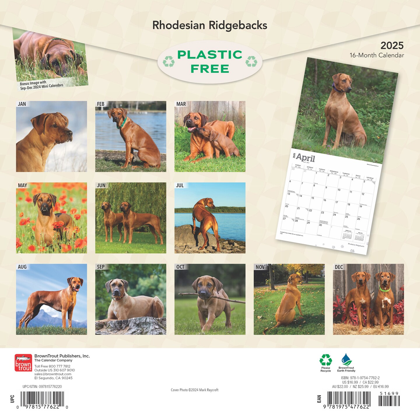 Rhodesian Ridgebacks | 2025 12 x 24 Inch Monthly Square Wall Calendar | Plastic-Free | BrownTrout | Animals Dog Breeds