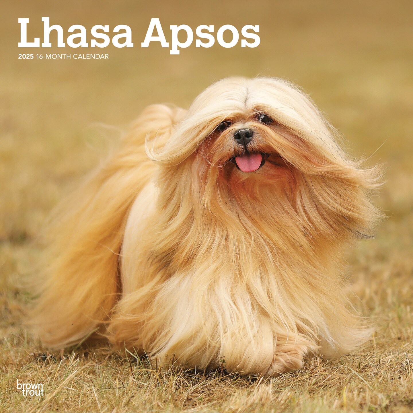 Lhasa Apsos | 2025 12 x 24 Inch Monthly Square Wall Calendar | Plastic-Free | BrownTrout | Animals Dog Breeds