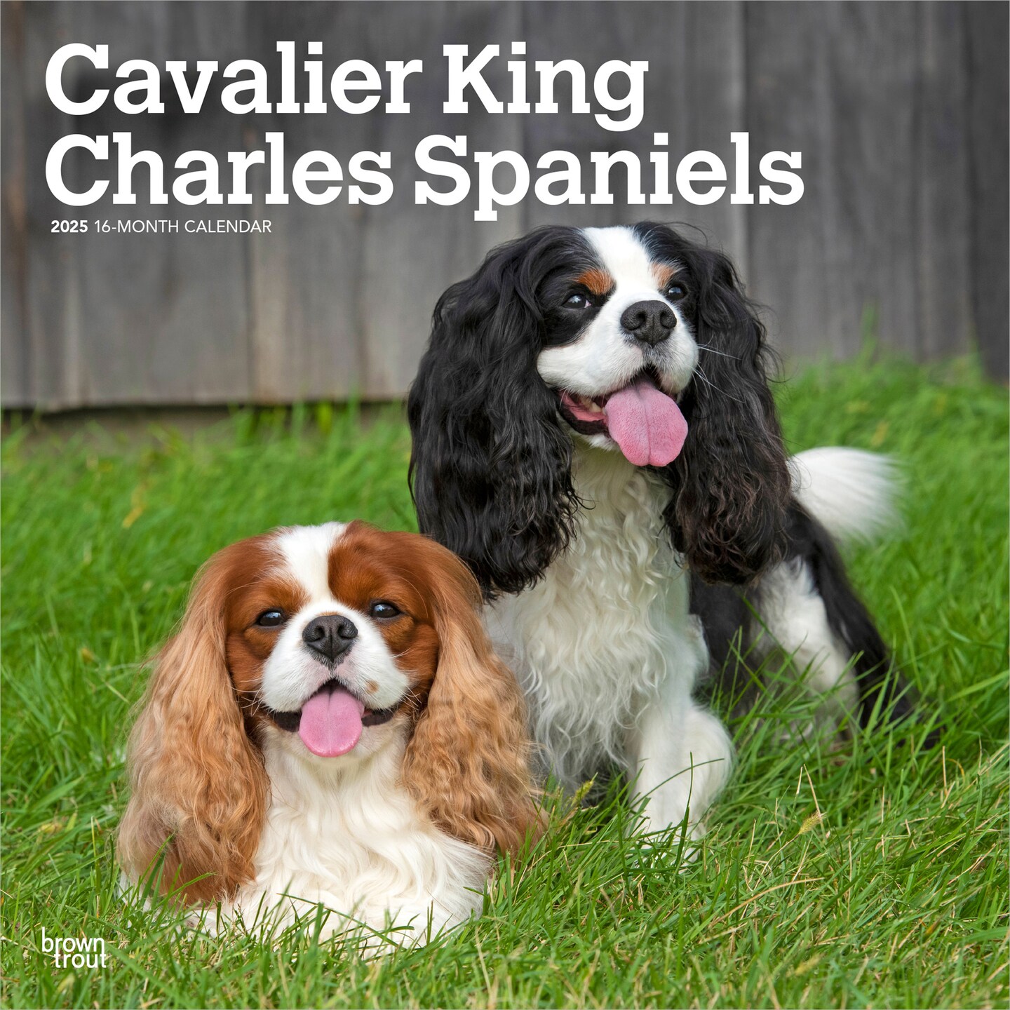 Cavalier King Charles Spaniels | 2025 12 x 24 Inch Monthly Square Wall Calendar | Plastic-Free | BrownTrout | Animals Dog Breeds Puppies