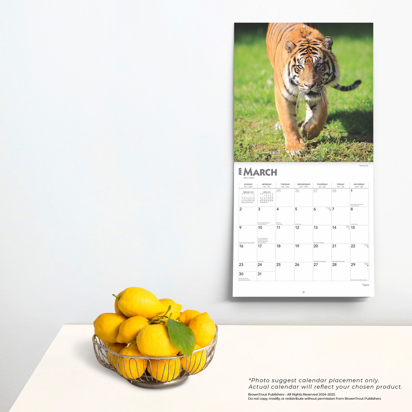 Tigers | 2025 12 x 24 Inch Monthly Square Wall Calendar | Plastic-Free | BrownTrout | Wildlife Zoo Animals